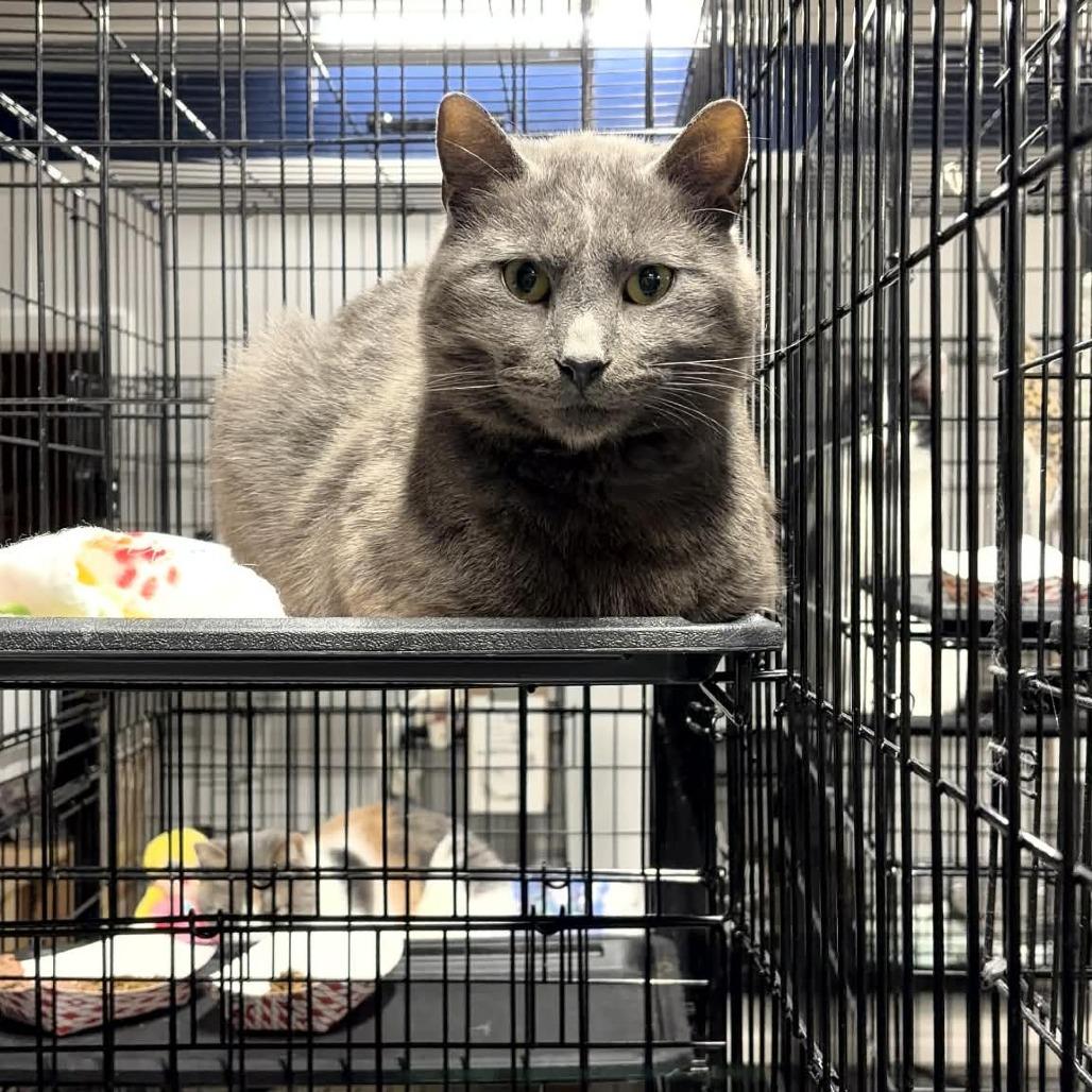 Enlarge Stormy ARC2026-028, a Adoptable American Shorthair in Akron, NY image 3/3