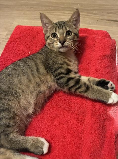 Enlarge Wrigley, a Adopted Tabby in Grand Rapids, MI image 6/6