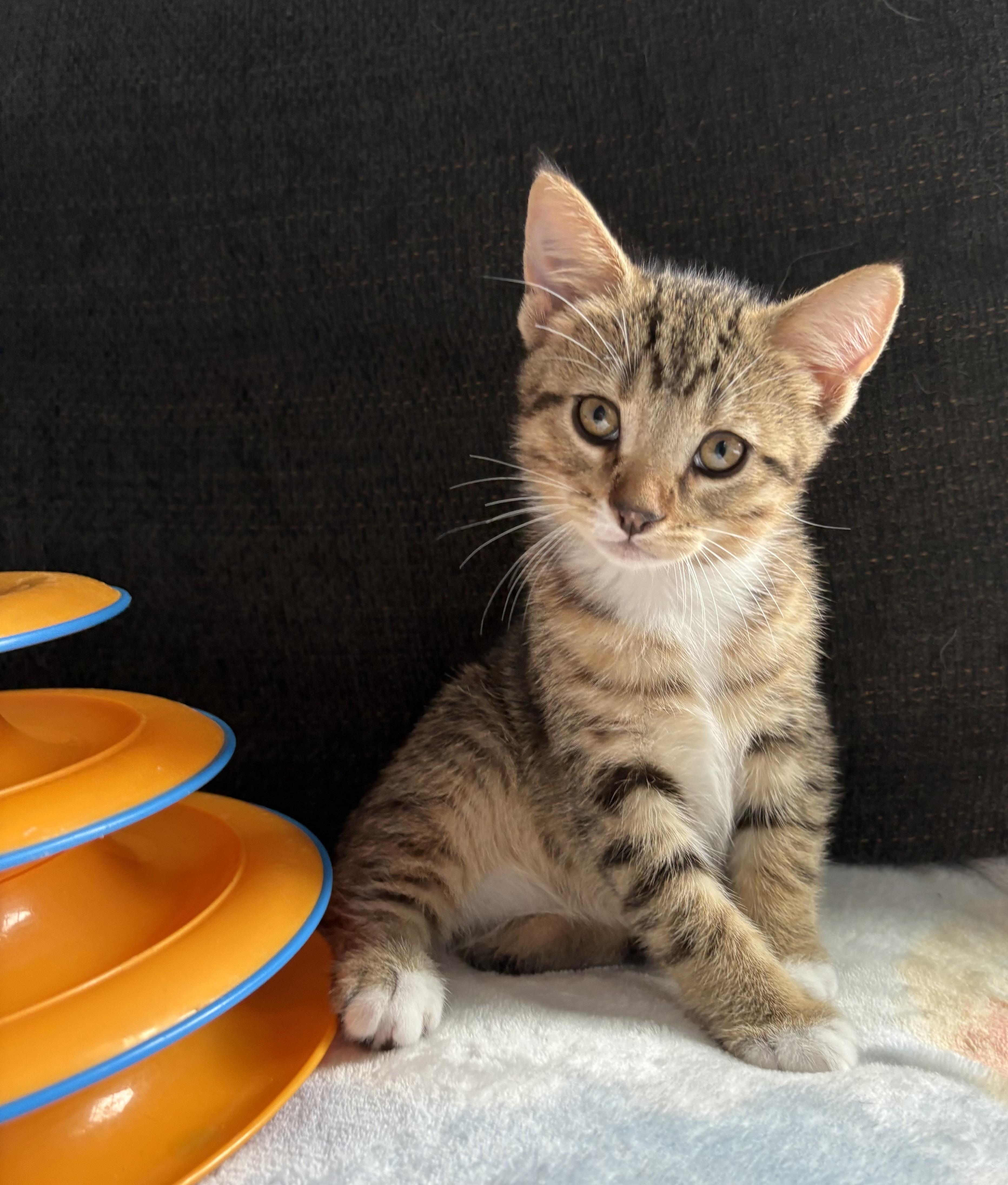 Wrigley, Adopted, Kitten Male Tabby.