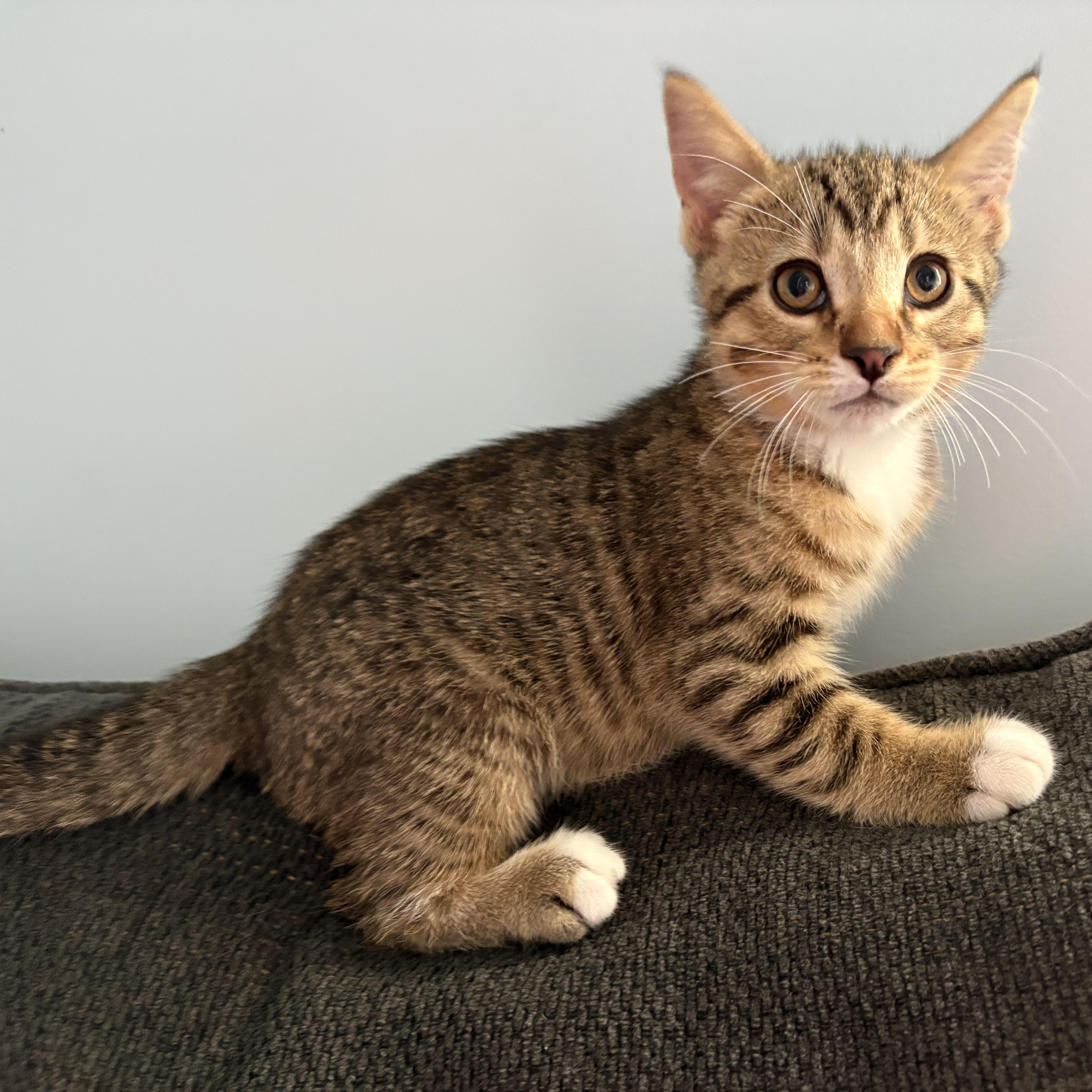 Enlarge Wrigley, a Adopted Tabby in Grand Rapids, MI image 2/6