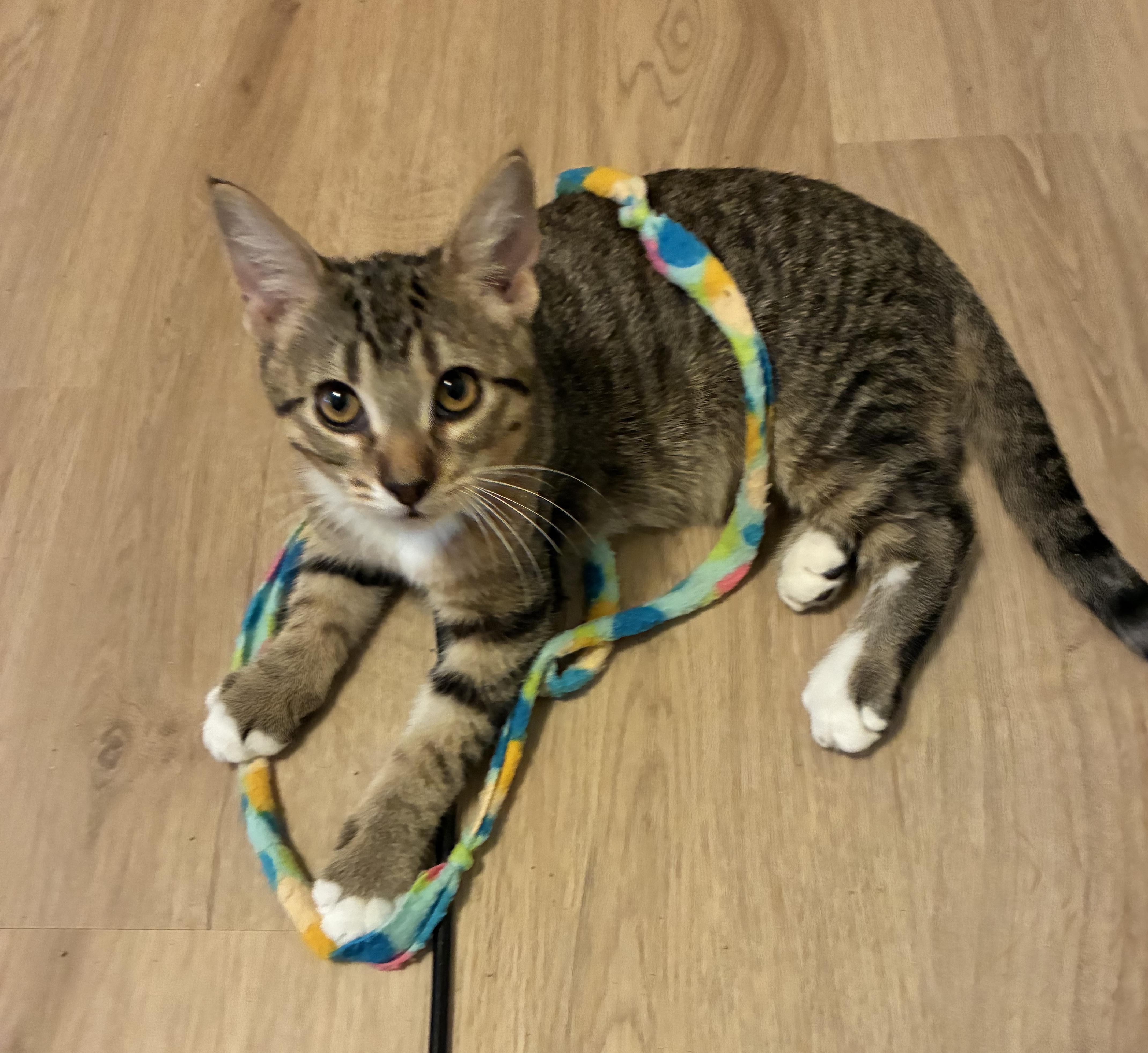 Enlarge Wrigley, a Adopted Tabby in Grand Rapids, MI image 5/6