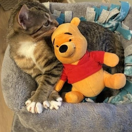 Enlarge Wrigley, a Adopted Tabby in Grand Rapids, MI image 3/6