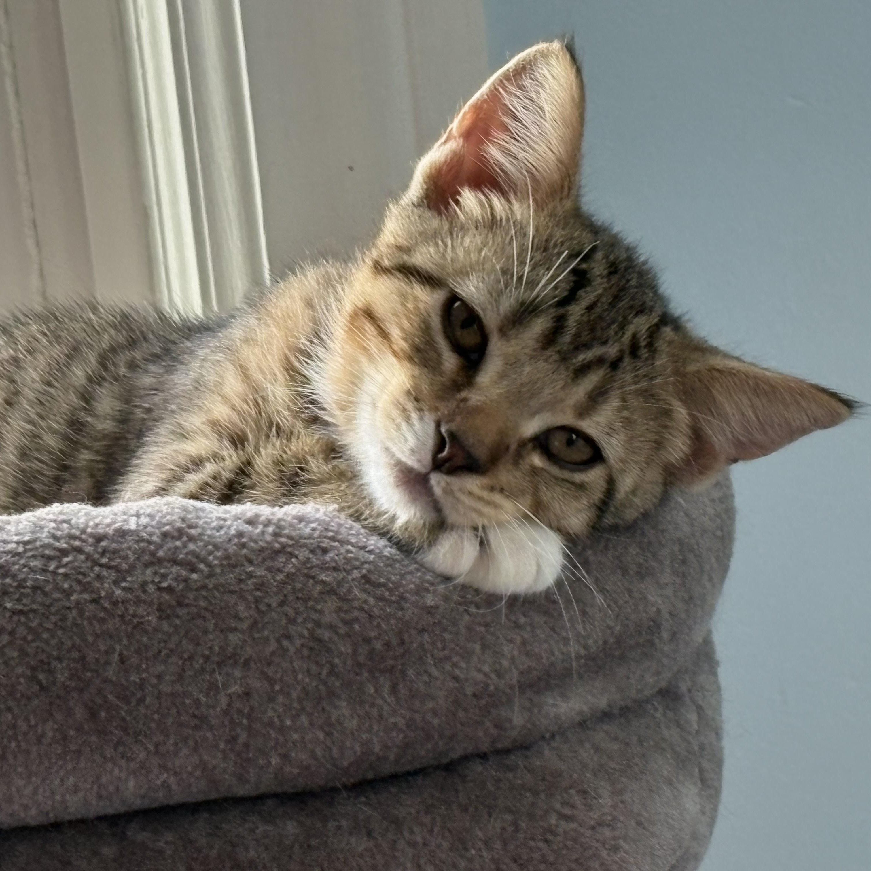 Enlarge Wrigley, a Adopted Tabby in Grand Rapids, MI image 4/6