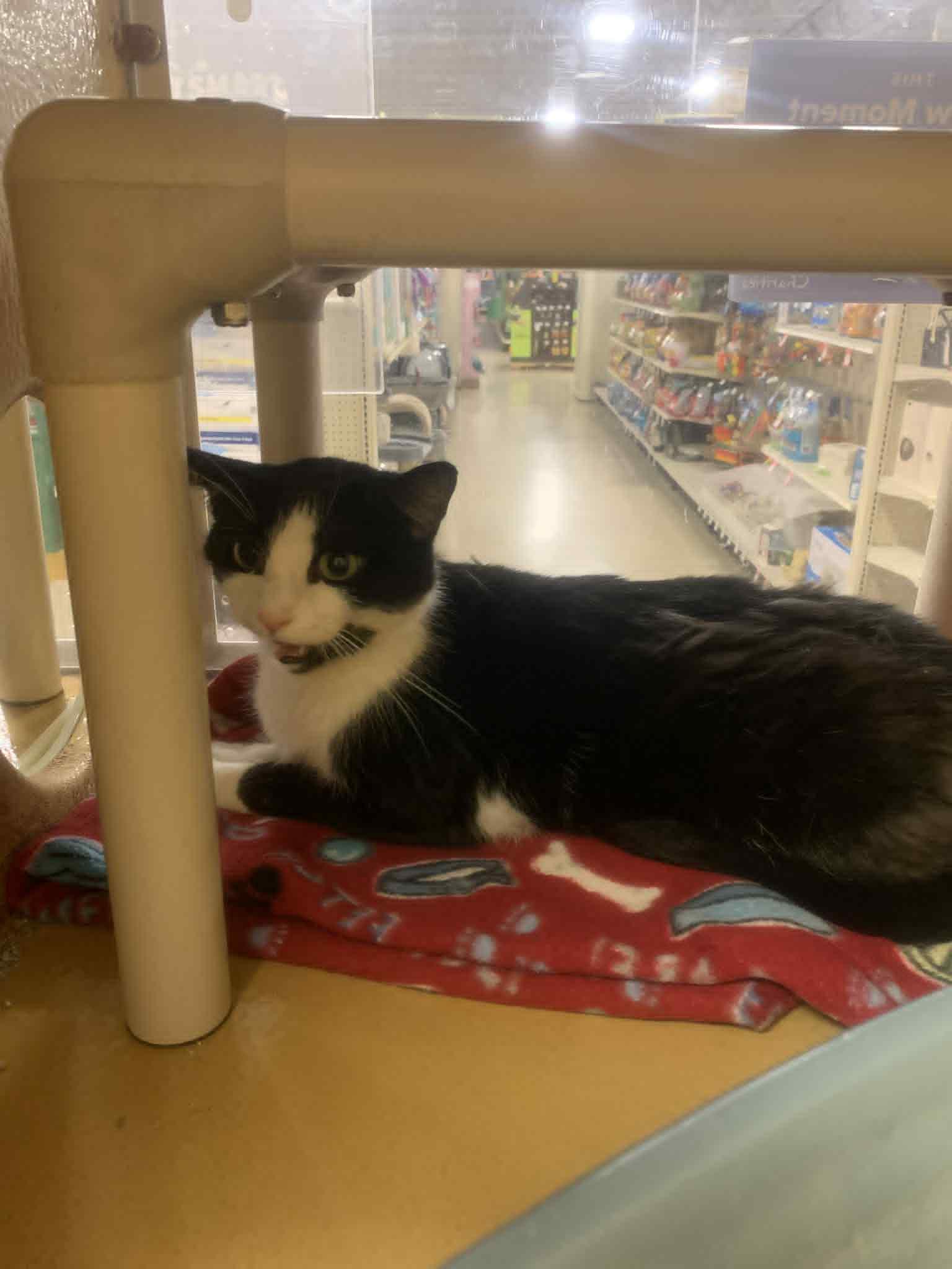 Enlarge Gabriella Vinciette, a Adoptable Domestic Medium Hair in Fredericksburg, VA image 3/4