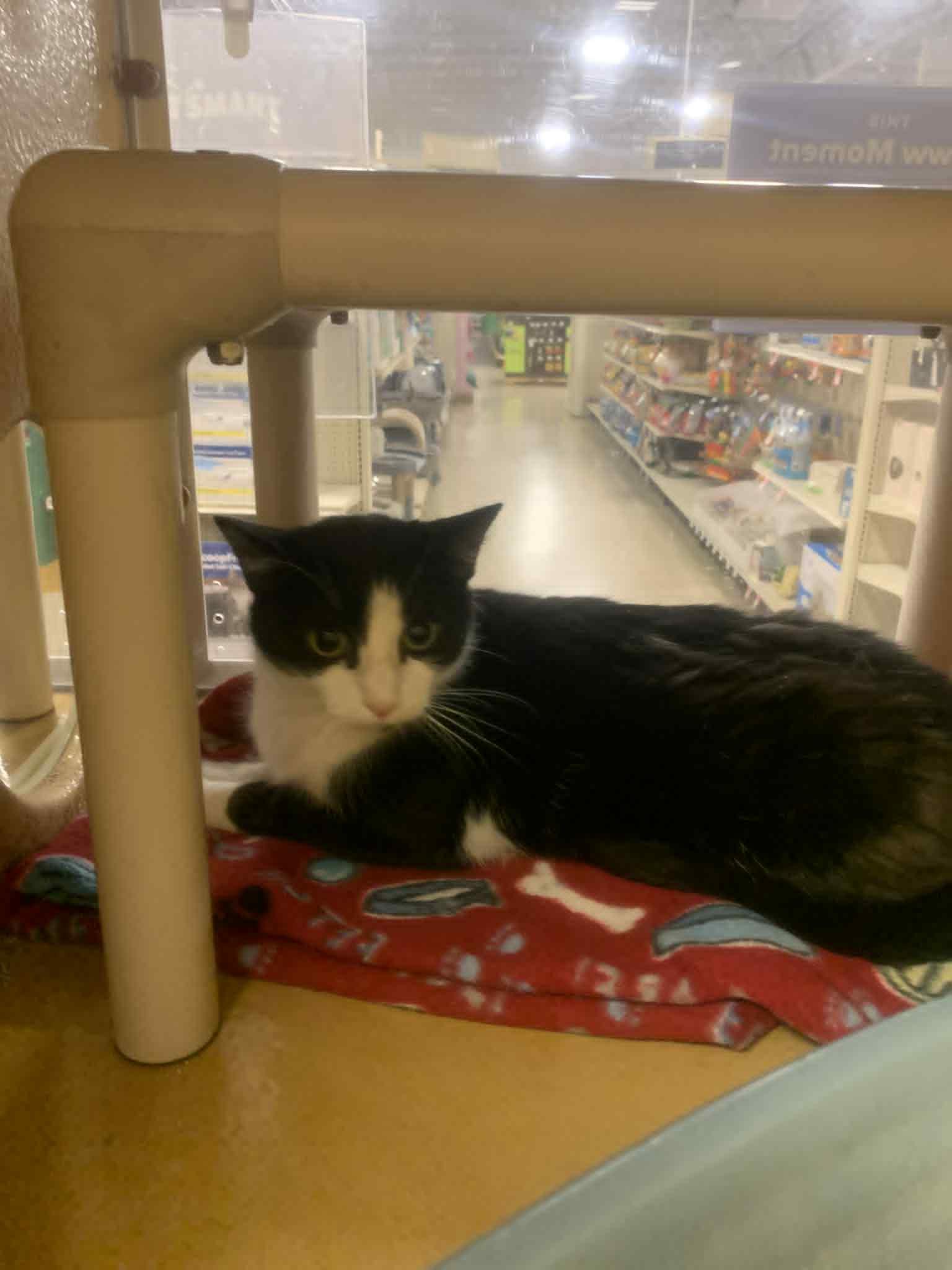 Gabriella Vinciette, Adoptable, Adult Female Domestic Medium Hair.