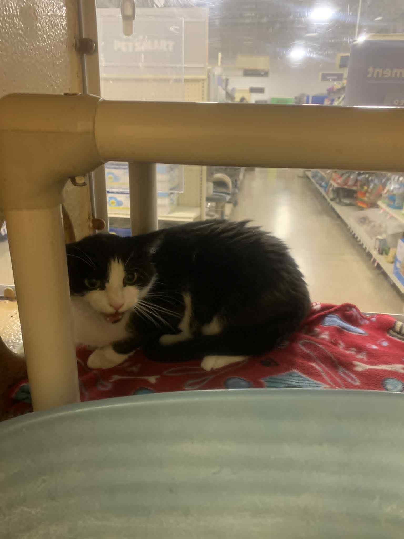 Enlarge Gabriella Vinciette, a Adoptable Domestic Medium Hair in Fredericksburg, VA image 2/4