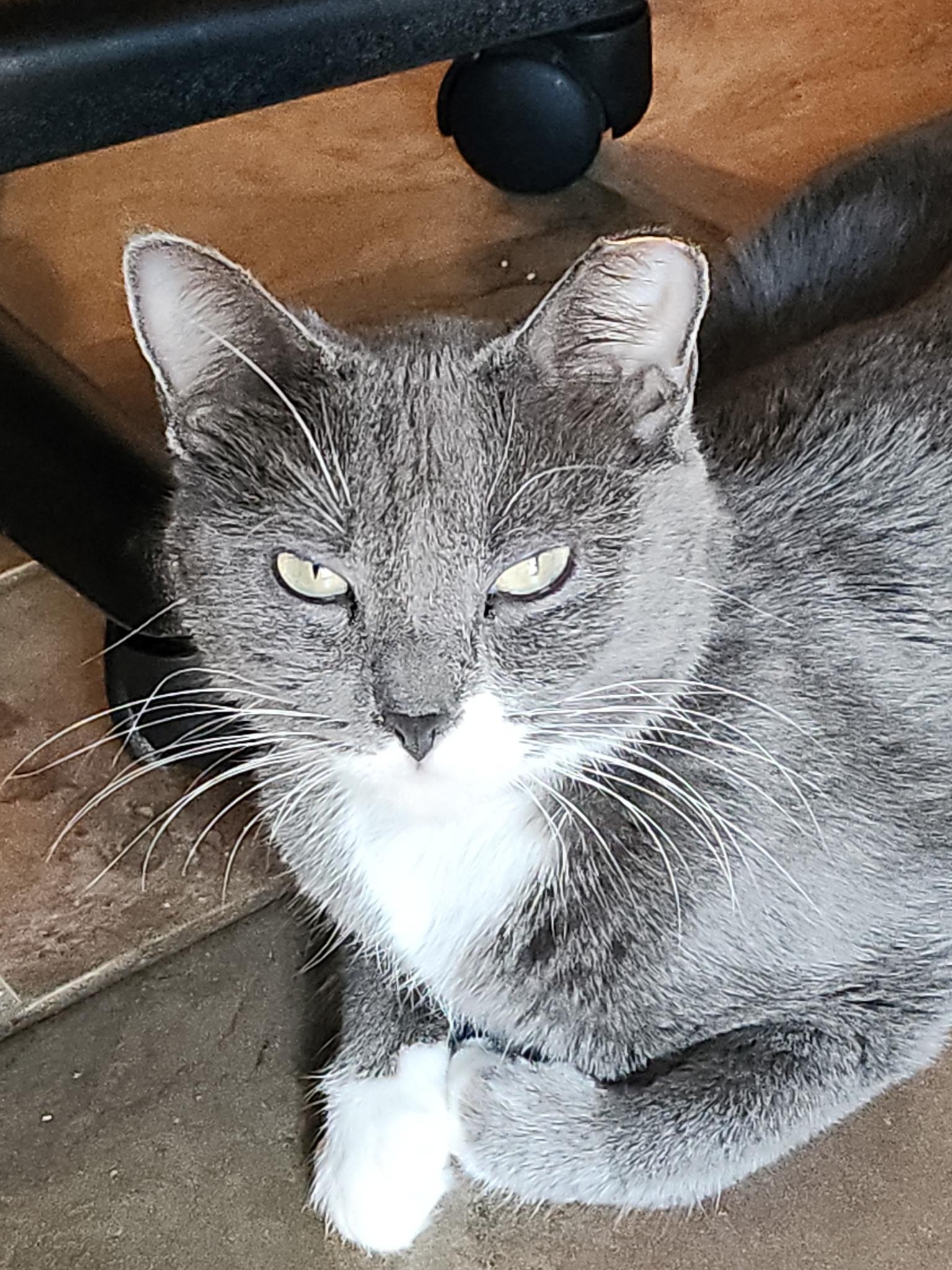 Luna, ADOPTABLE, Adult Female Domestic Short Hair.