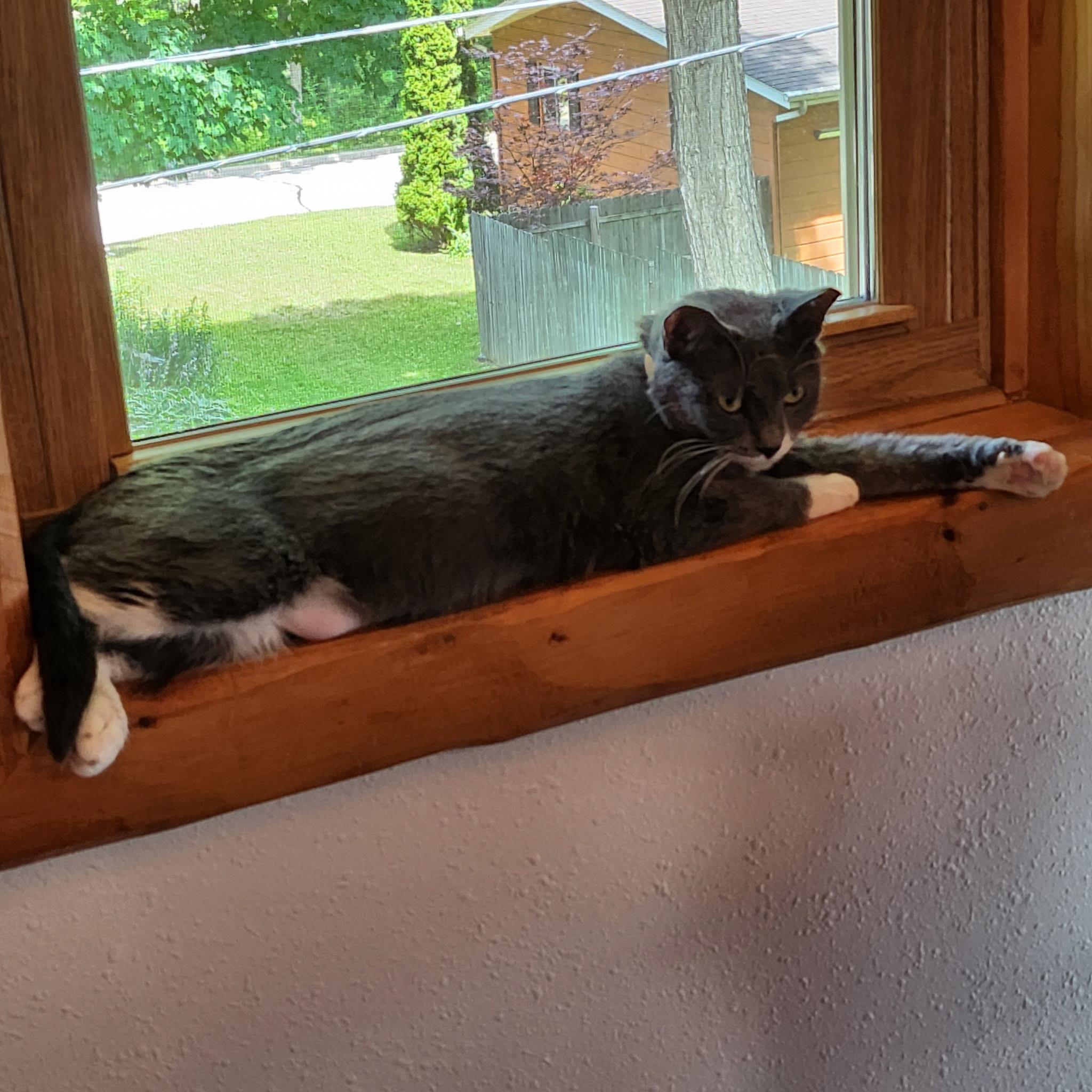 Luna, a ADOPTABLE Domestic Short Hair in Port Washington, WI image 2/4