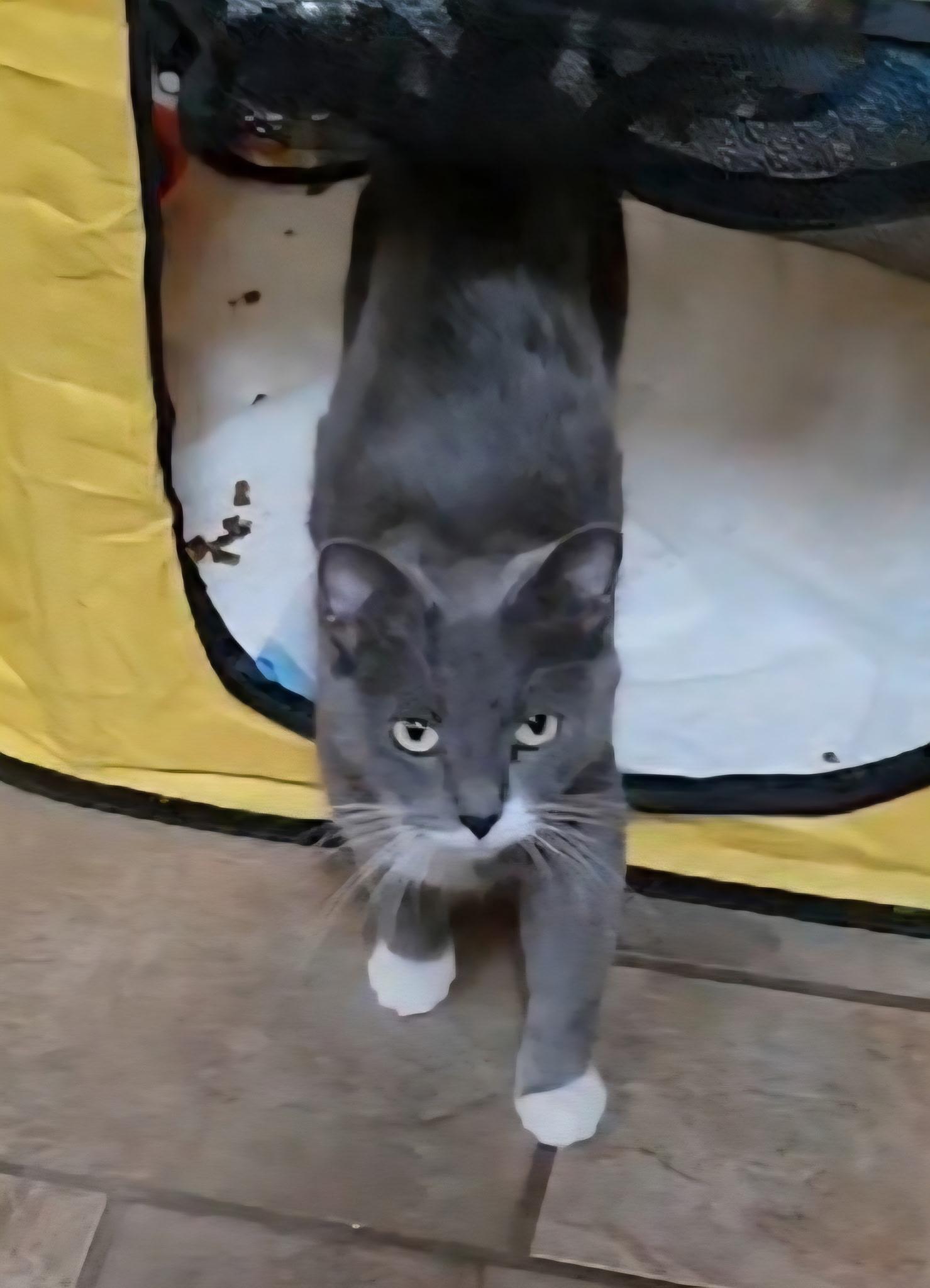 Luna, a ADOPTABLE Domestic Short Hair in Port Washington, WI image 4/4