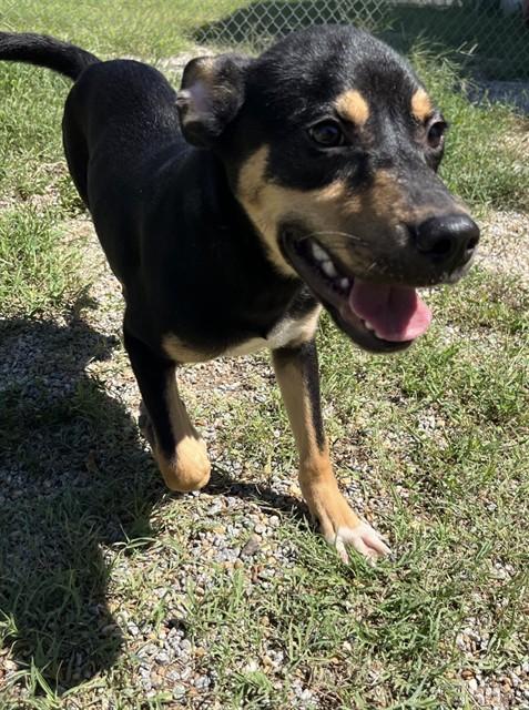 MALLARD, Adoptable, Puppy Male Mixed Breed & Mixed Breed.
