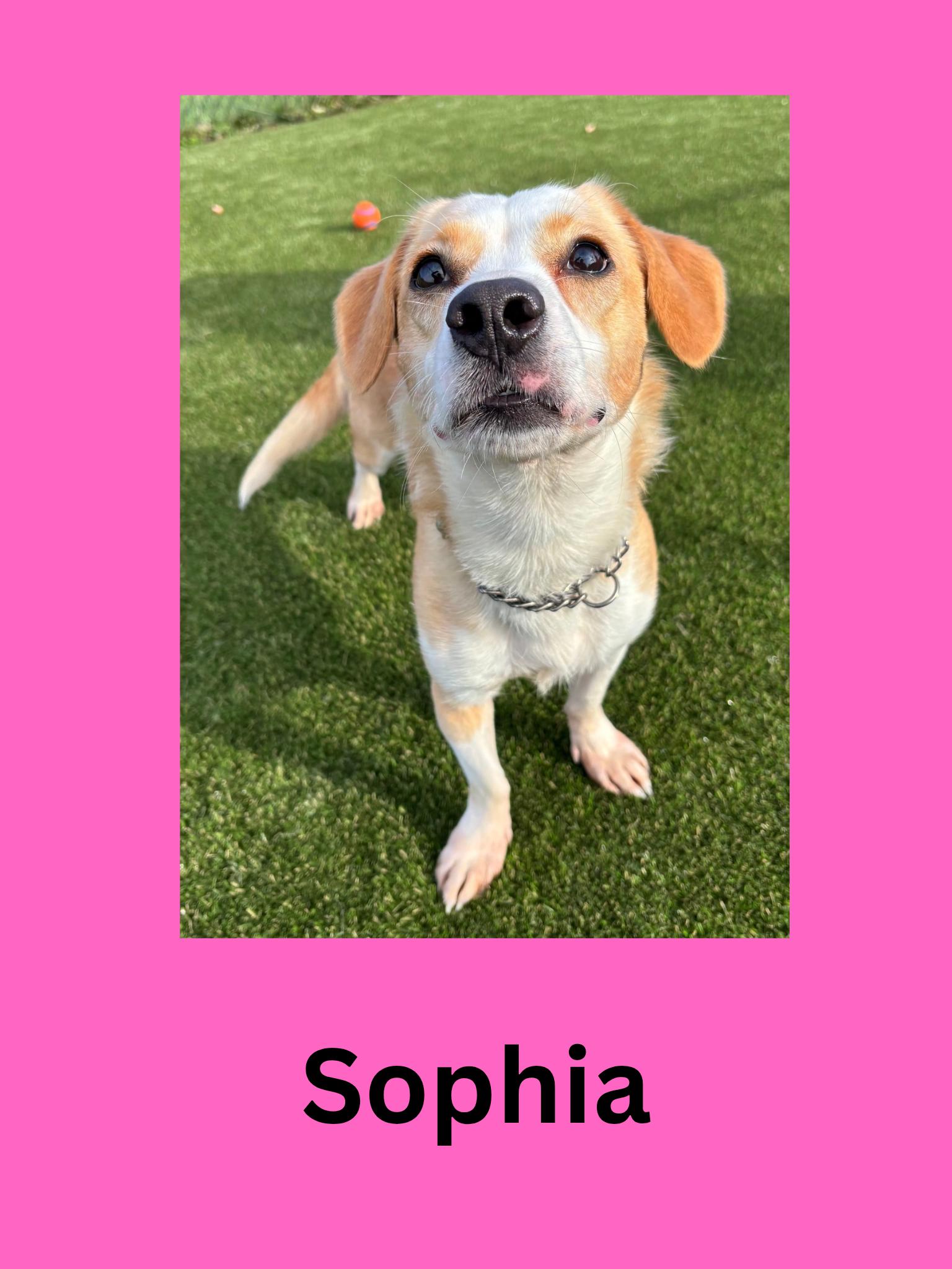 Sophia, Adoptable, Young Female Mixed Breed.
