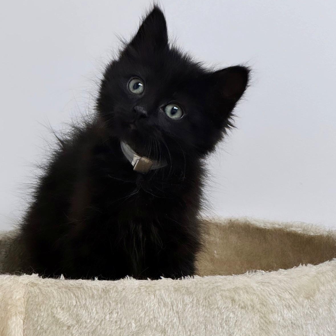 Posey, adopted, Kitten Female Domestic Medium Hair.