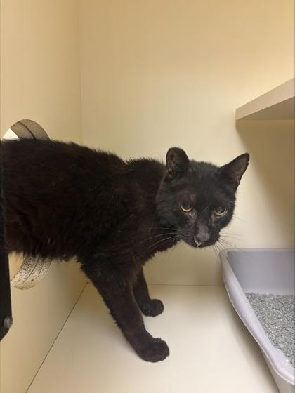 UCA- 333 Western Ave, Adoptable, Adult Male Domestic Medium Hair & Domestic Short Hair.