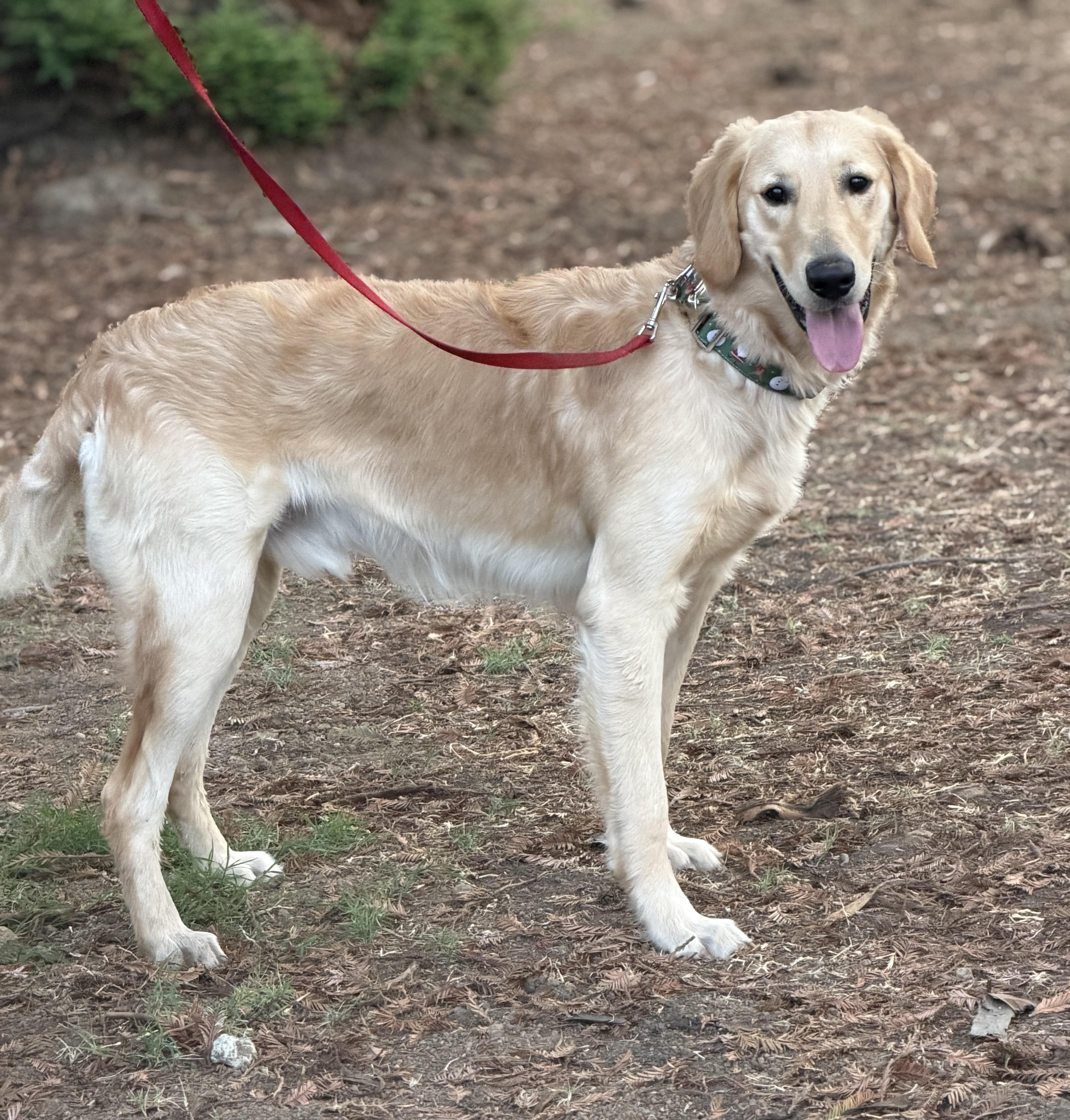 Enlarge River, a Adoptable mixed breed in Yuba City, CA image 4/4