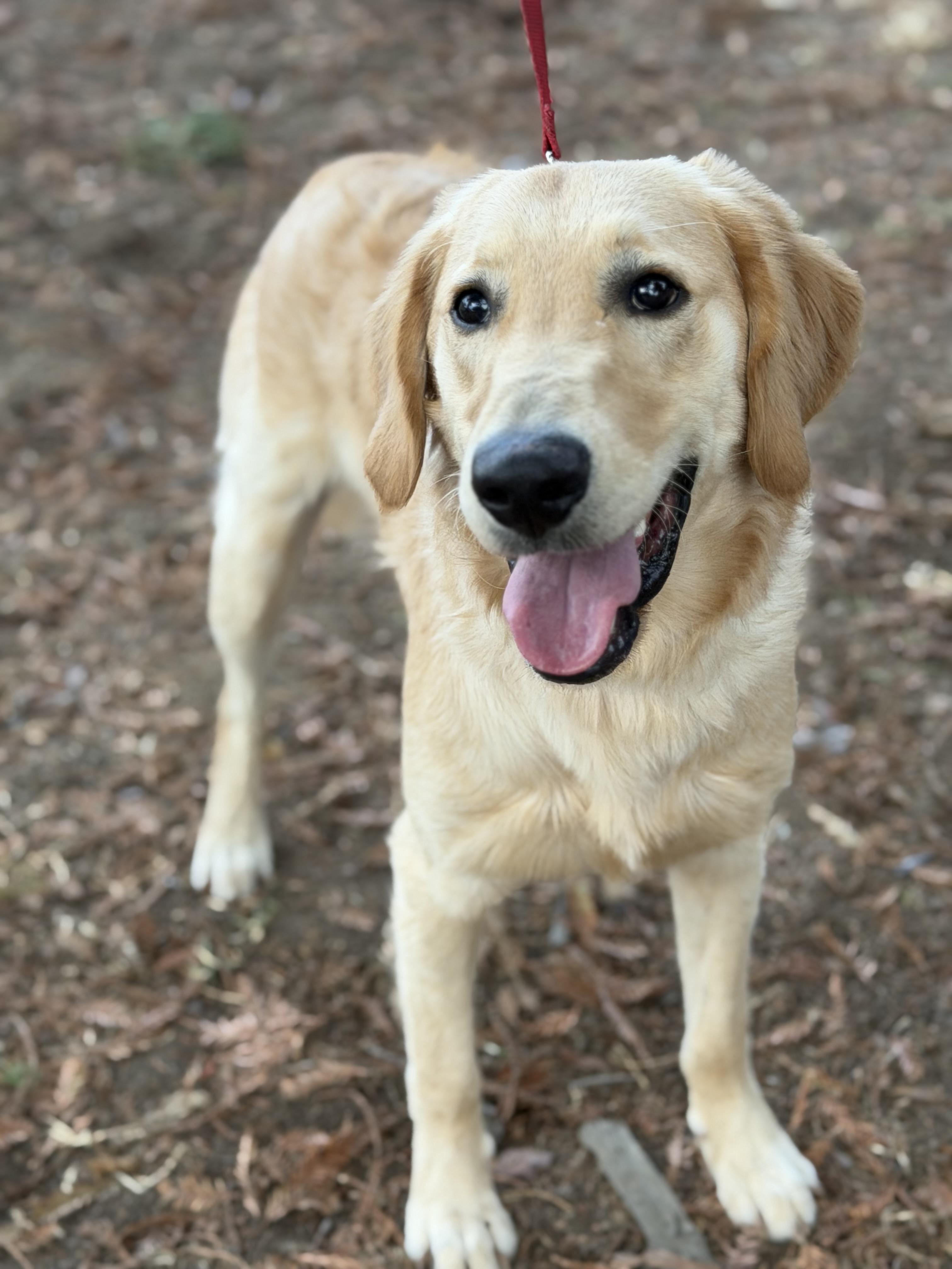 Enlarge River, a Adoptable mixed breed in Yuba City, CA image 2/4