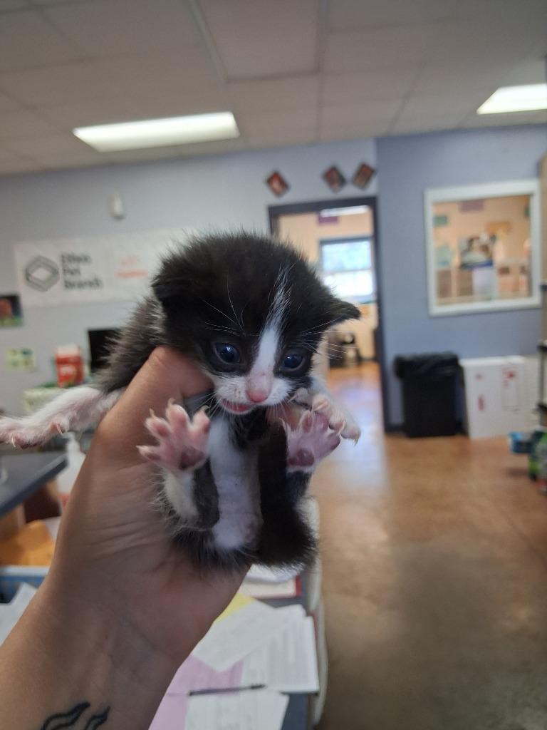 Tiny Tim, Adoptable, Kitten Male Domestic Short Hair.