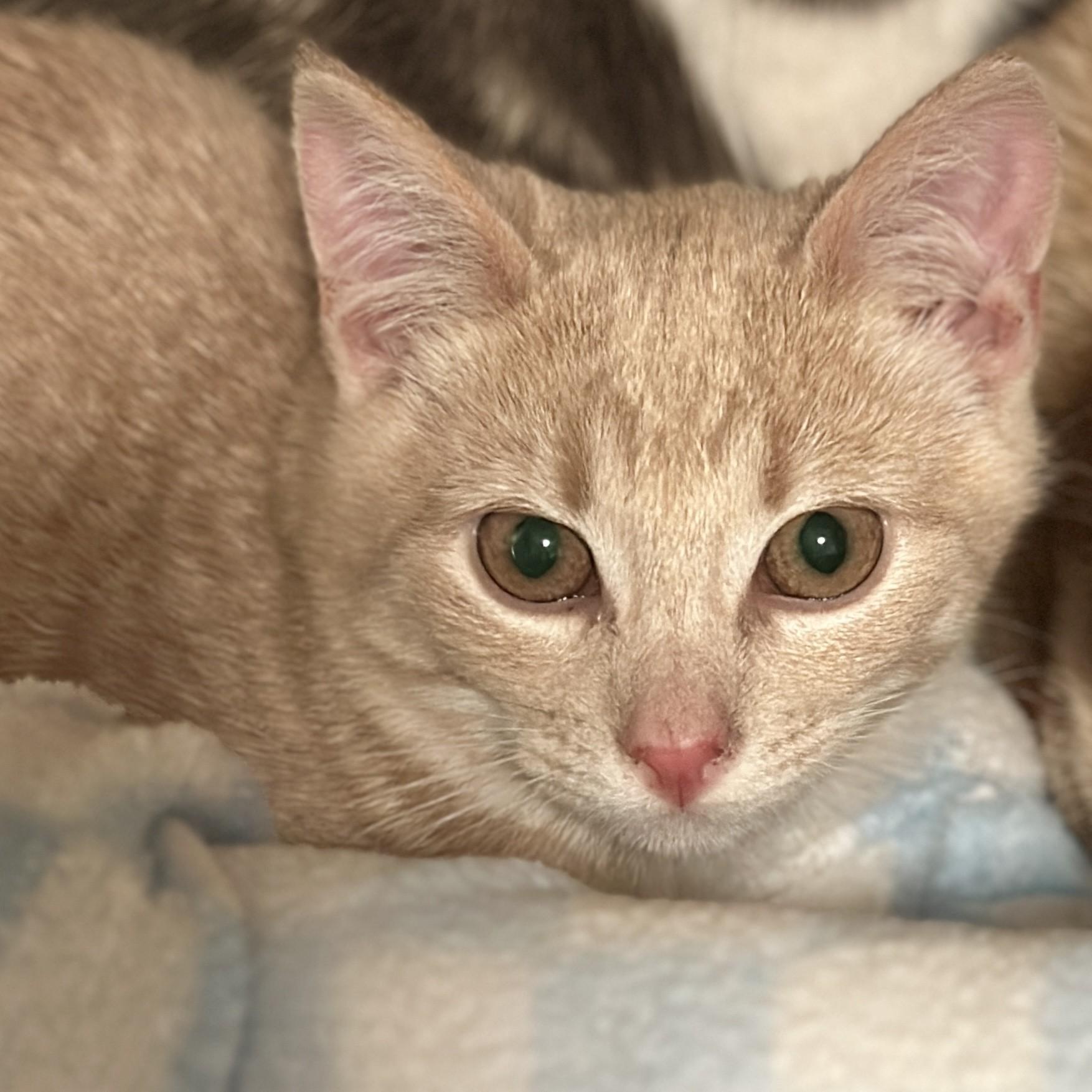 Thelma, adopted, Kitten Female Domestic Short Hair.