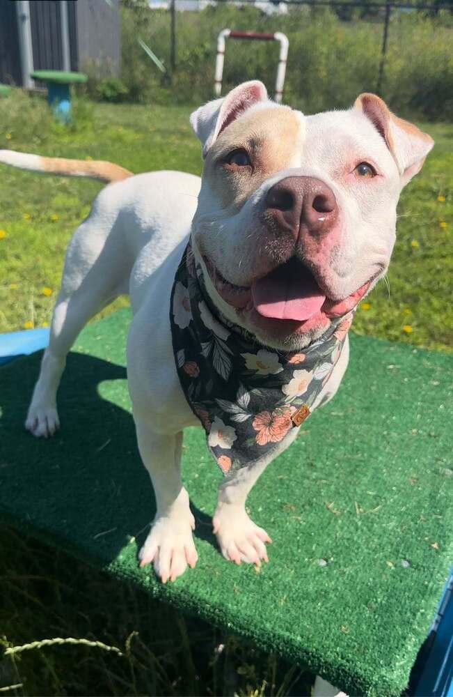 Corn Pops (26-071 D), Adoptable, Young Female Mixed Breed.