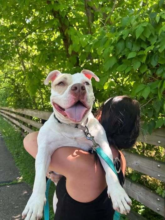 Enlarge Corn Pops (26-071 D), a Adoptable mixed breed in Lansing, MI image 6/6