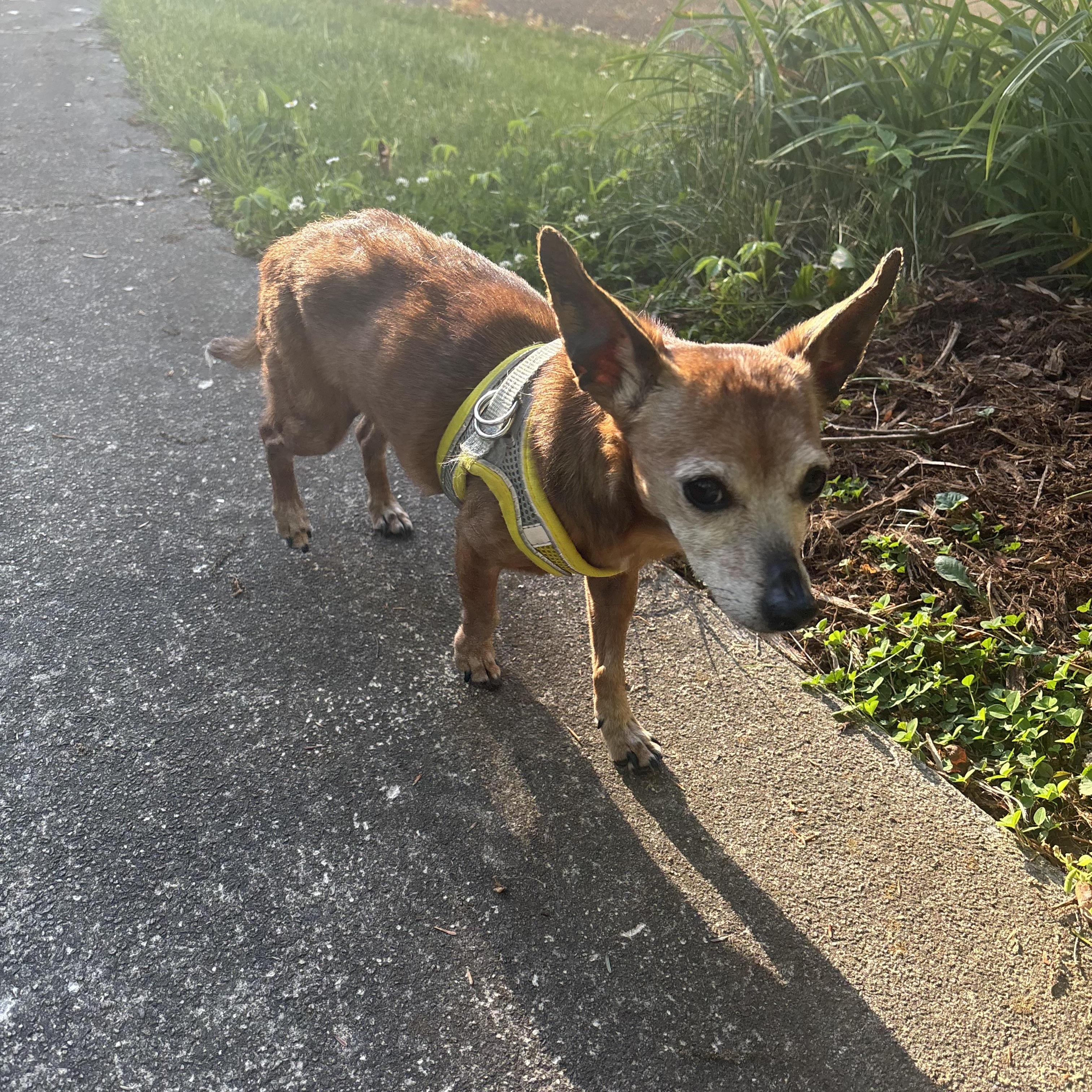 Dora, ADOPTABLE, Senior Female Chihuahua.