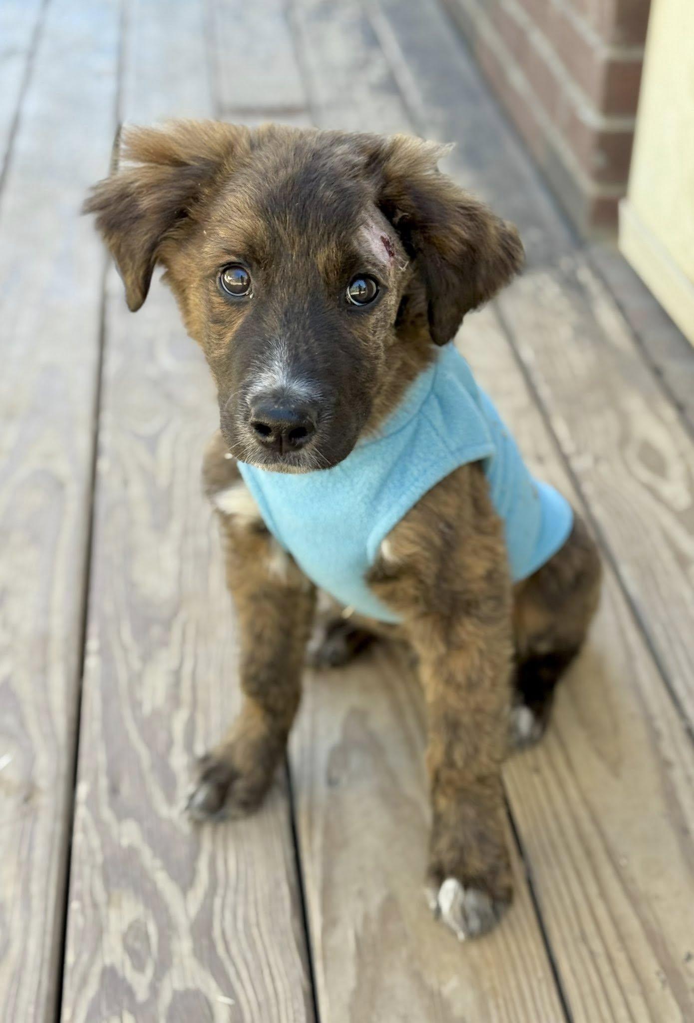 Canaan , ADOPTABLE, Puppy Male Great Pyrenees.