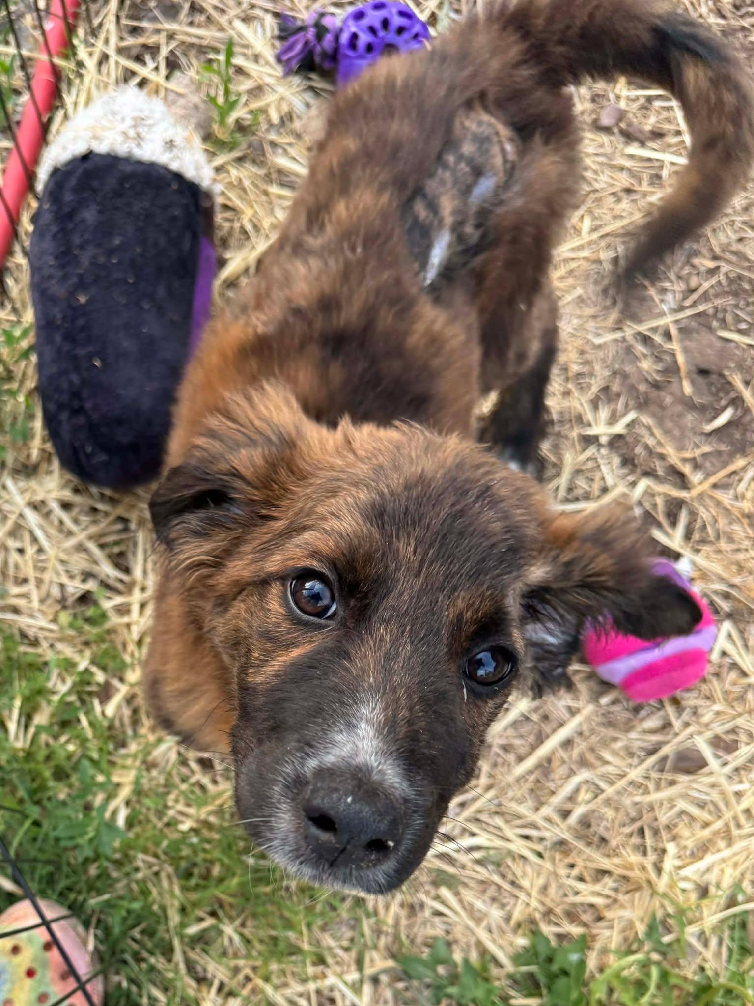 Enlarge Canaan , a ADOPTABLE mixed breed in Kiowa, OK image 6/6