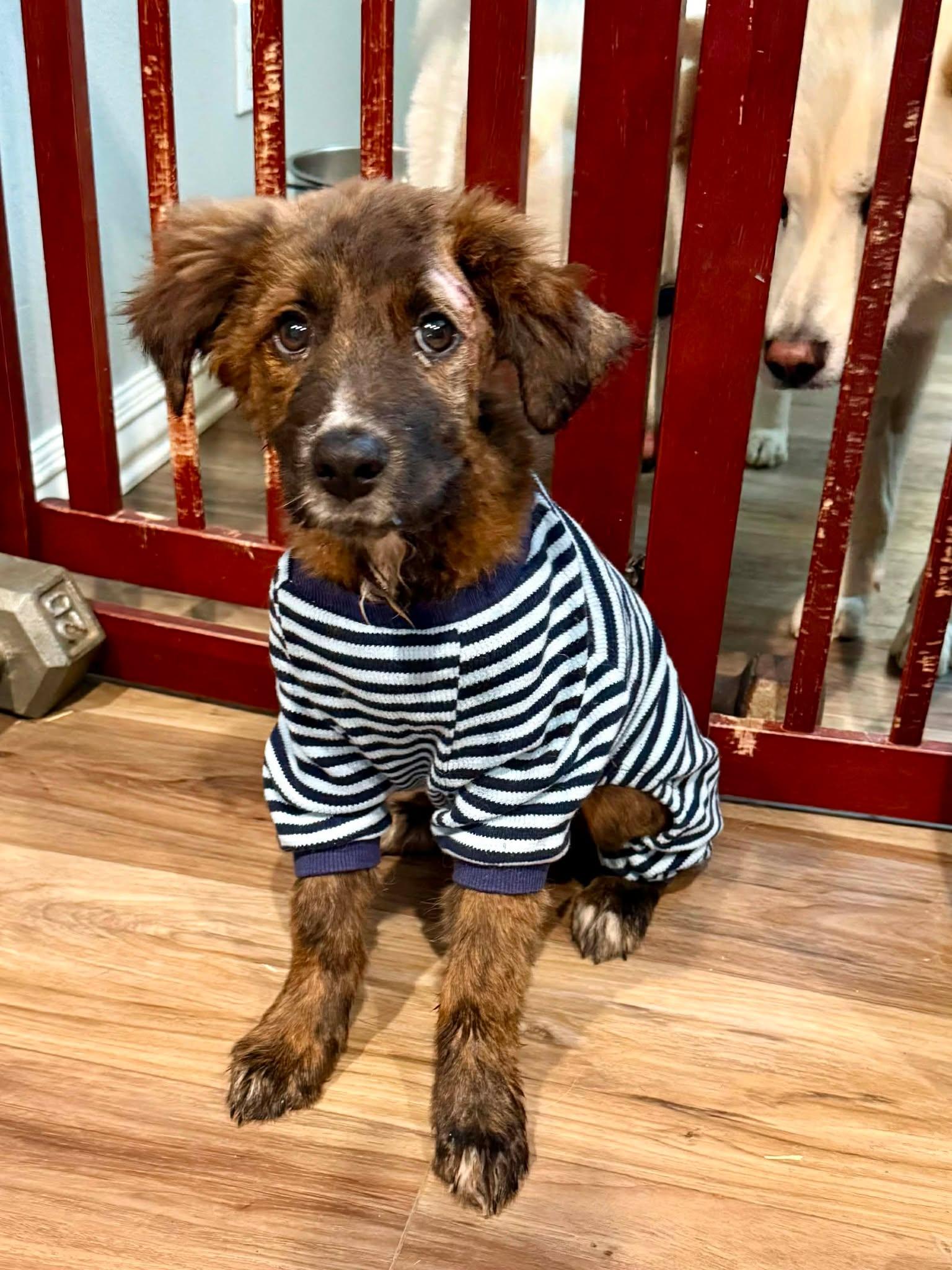 Enlarge Canaan , a ADOPTABLE mixed breed in Kiowa, OK image 2/6