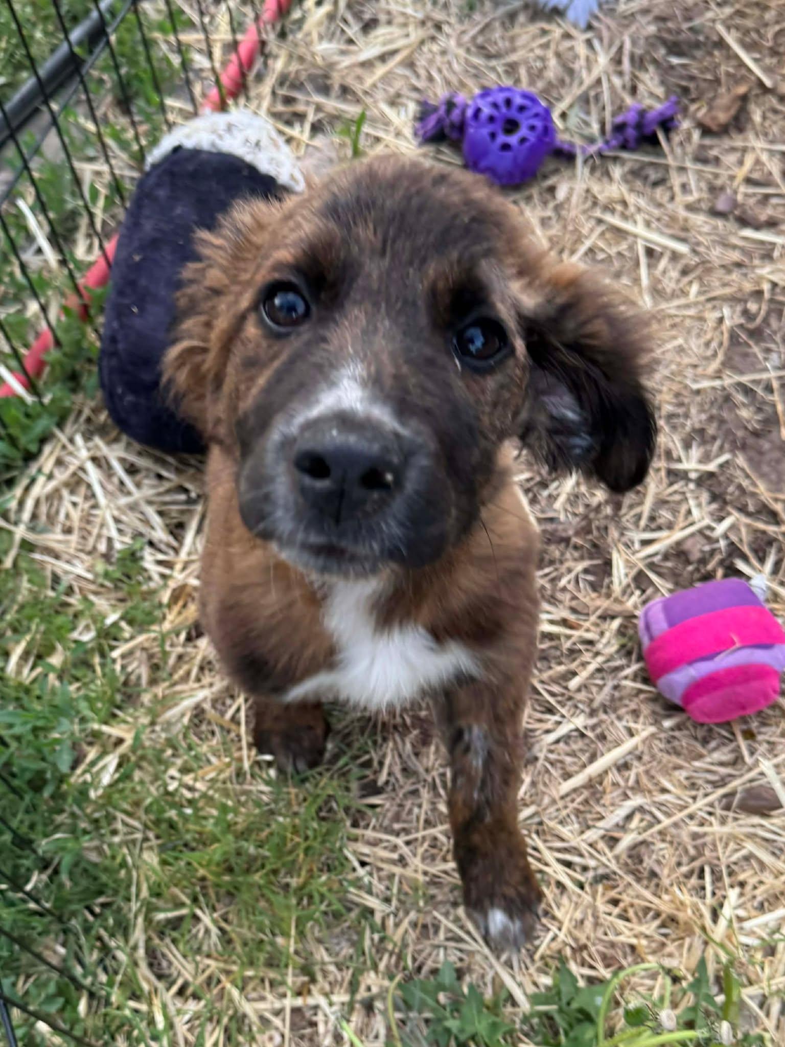 Enlarge Canaan , a ADOPTABLE mixed breed in Kiowa, OK image 4/6