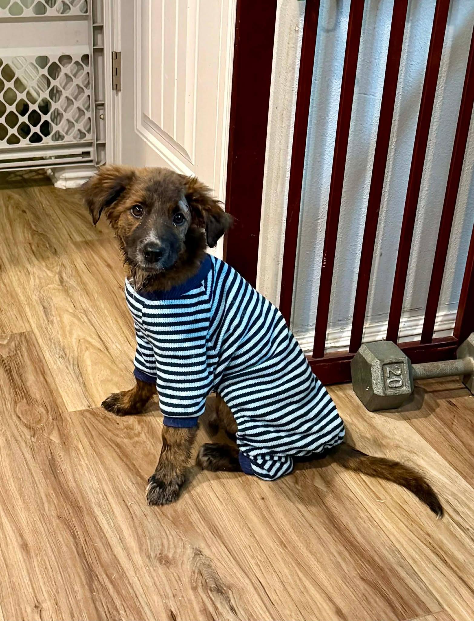 Enlarge Canaan , a ADOPTABLE mixed breed in Kiowa, OK image 5/6