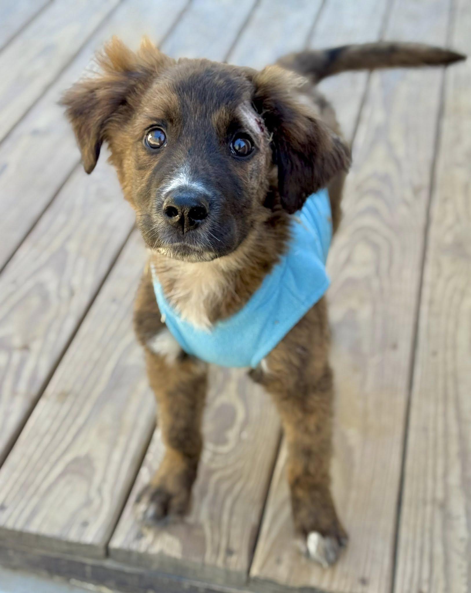 Enlarge Canaan , a ADOPTABLE mixed breed in Kiowa, OK image 3/6