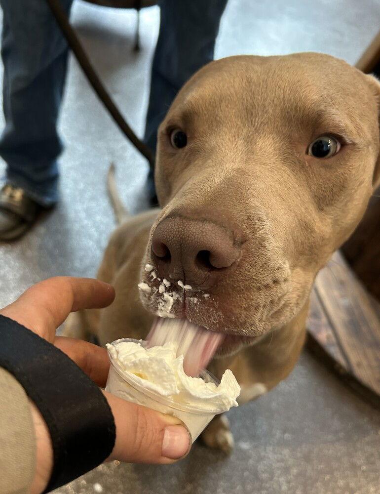 Rofus, Adoptable, Young Male Mixed Breed.