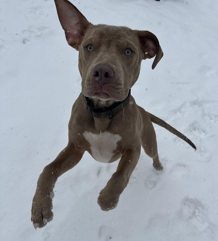 Rofus, a Adoptable Mixed Breed image 2/3