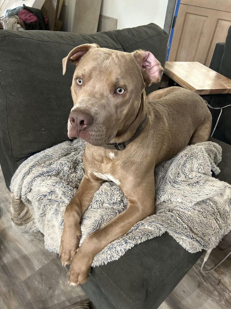 Rofus, a Adoptable Mixed Breed image 3/3