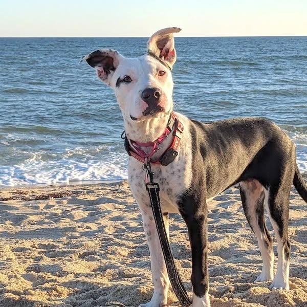 Enlarge Misty, a Adoptable mixed breed in Nantucket, MA image 2/5