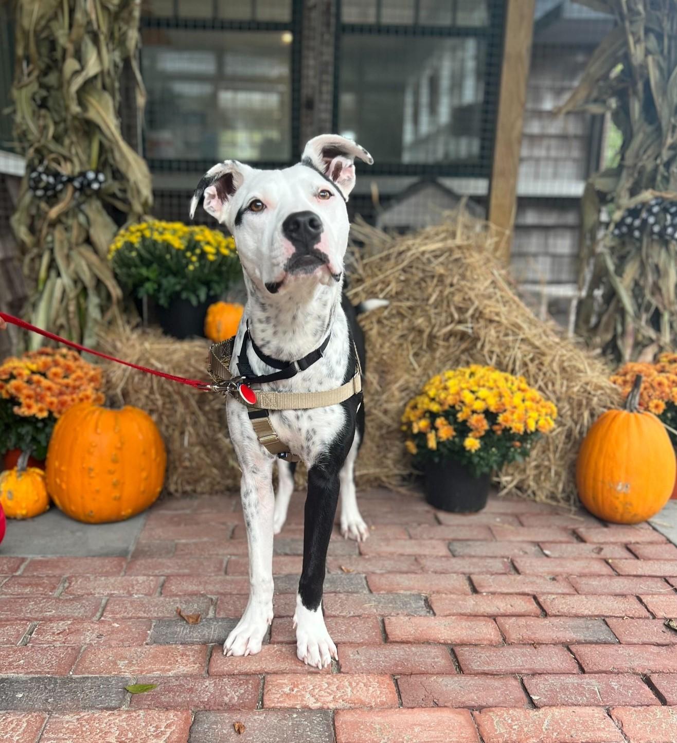 Enlarge Misty, a Adoptable mixed breed in Nantucket, MA image 1/5