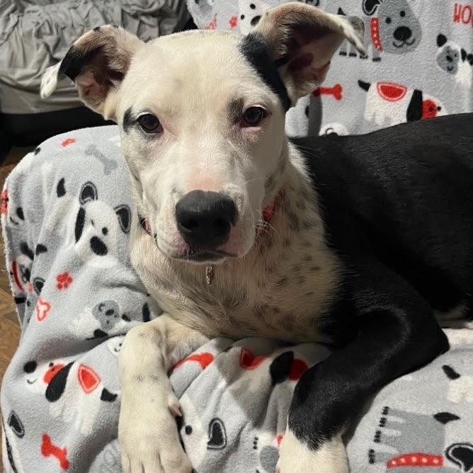 Enlarge Misty, a Adoptable mixed breed in Nantucket, MA image 4/5