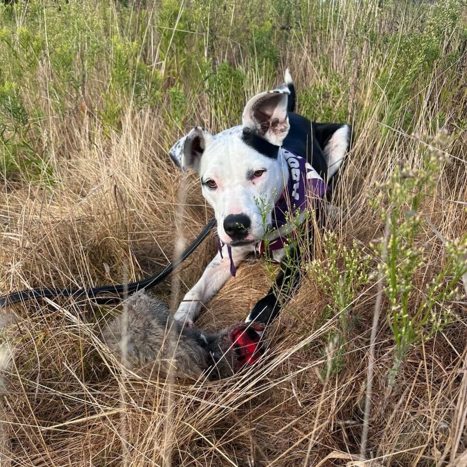 Enlarge Misty, a Adoptable mixed breed in Nantucket, MA image 5/5