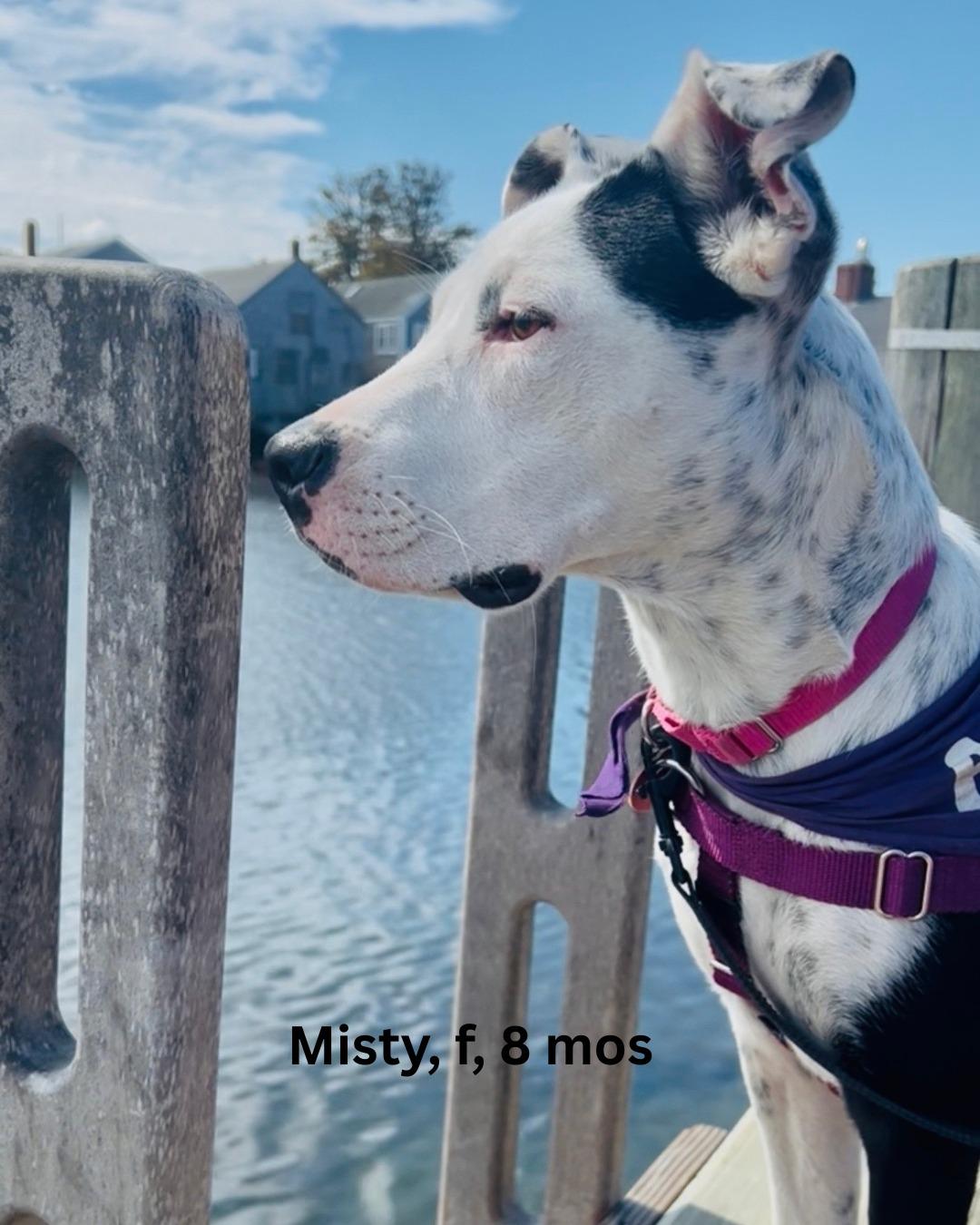 Enlarge Misty, a Adoptable mixed breed in Nantucket, MA image 3/5