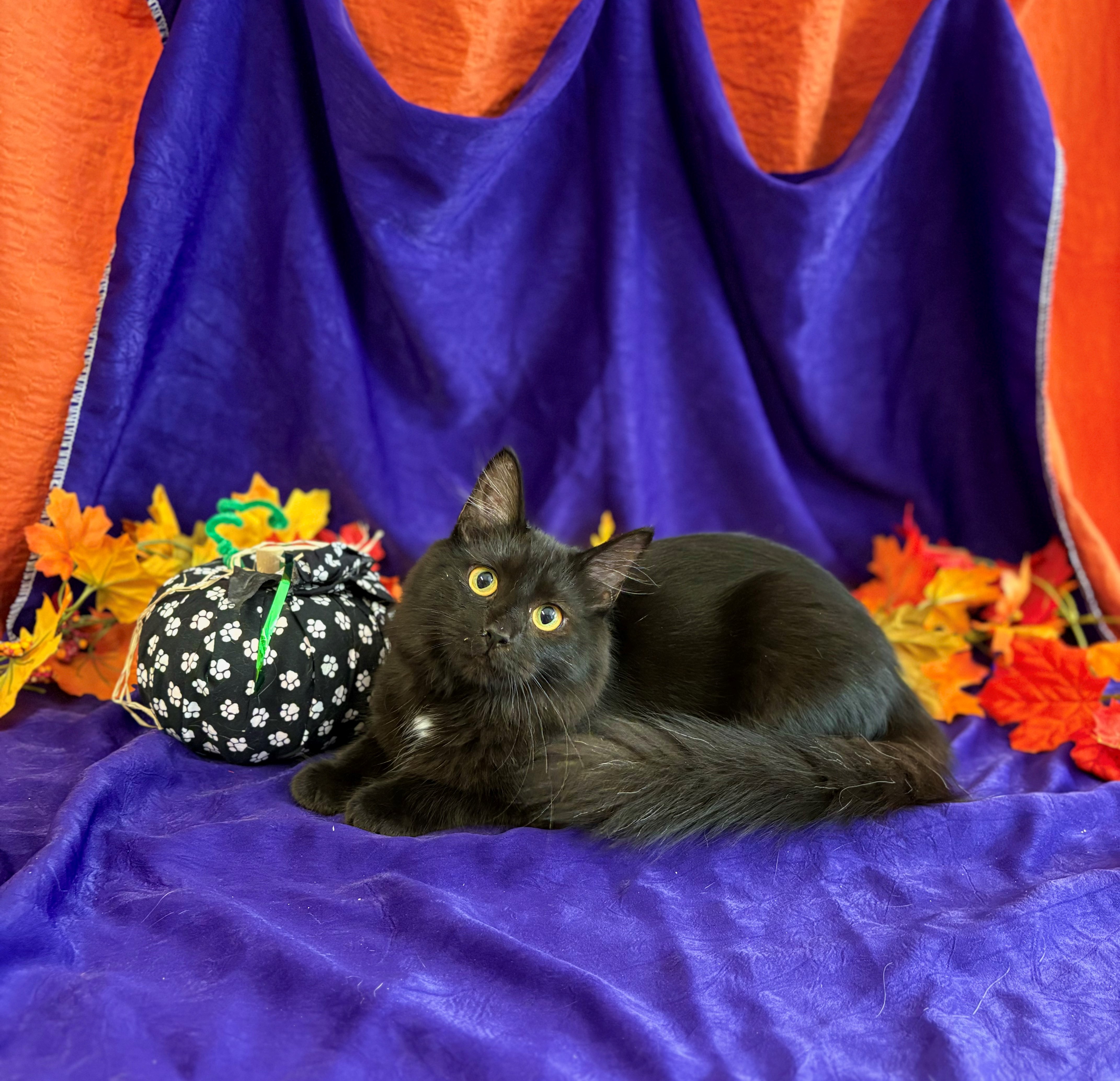 Cat for adoption Paris, a Domestic Medium Hair Mix in Upper Sandusky