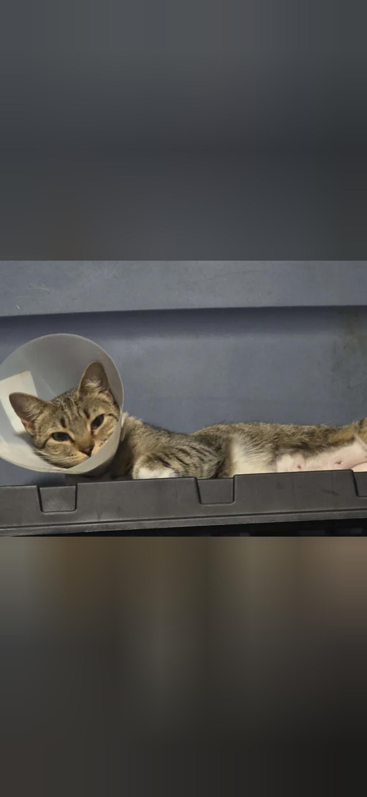 Hazel, Adoptable, Adult Female Domestic Short Hair.