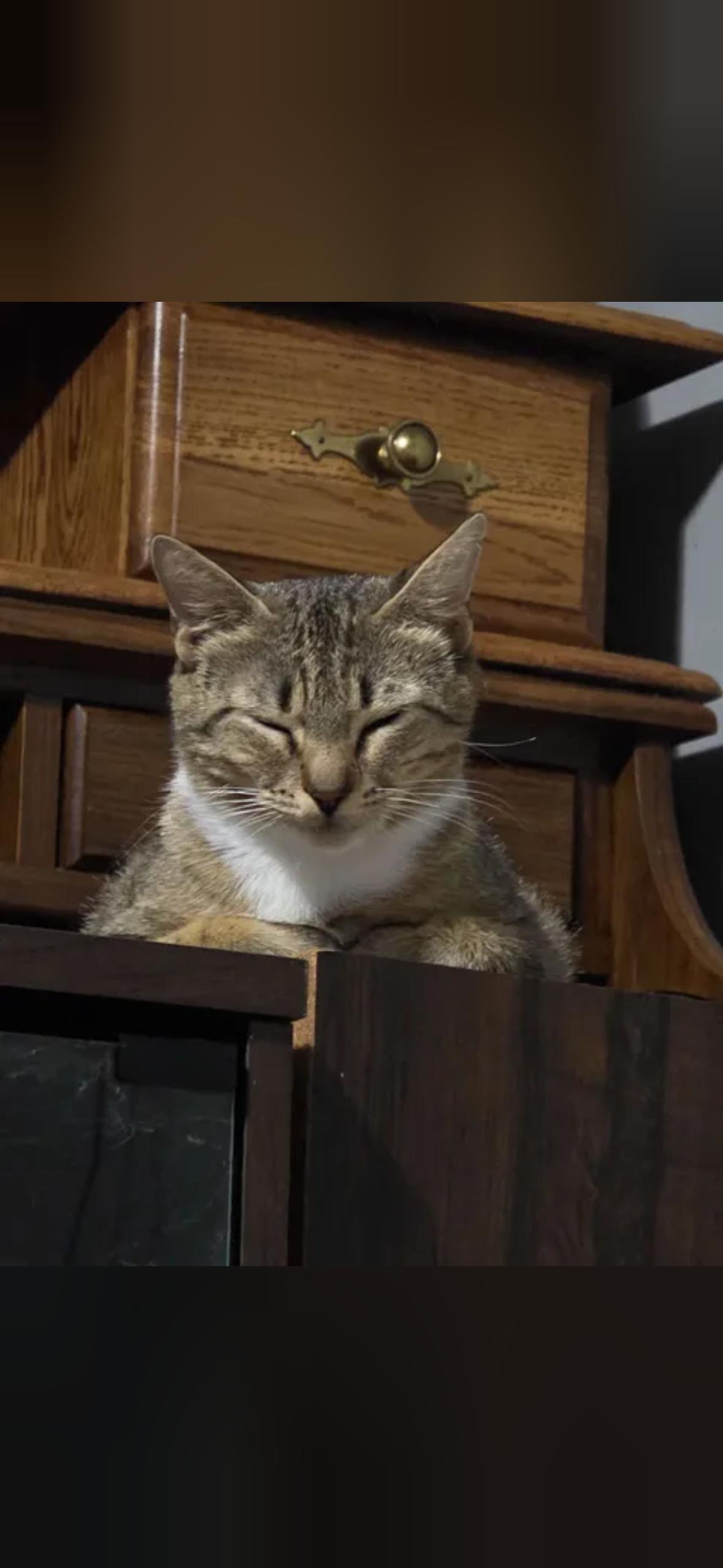 Enlarge Hazel, a Adoptable Domestic Short Hair in Mint Hill, NC image 2/3
