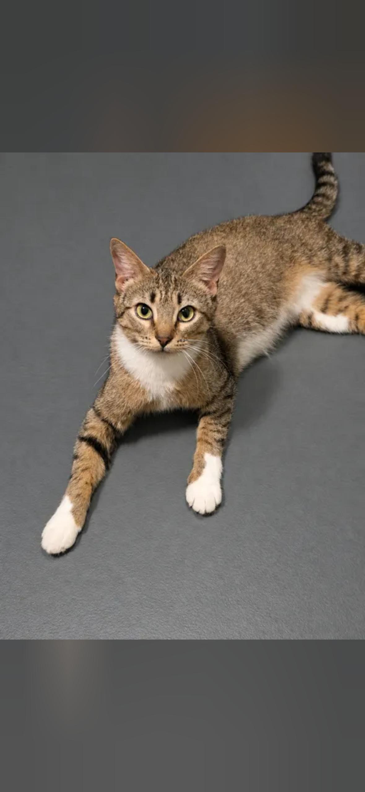 Enlarge Hazel, a Adoptable Domestic Short Hair in Mint Hill, NC image 3/3