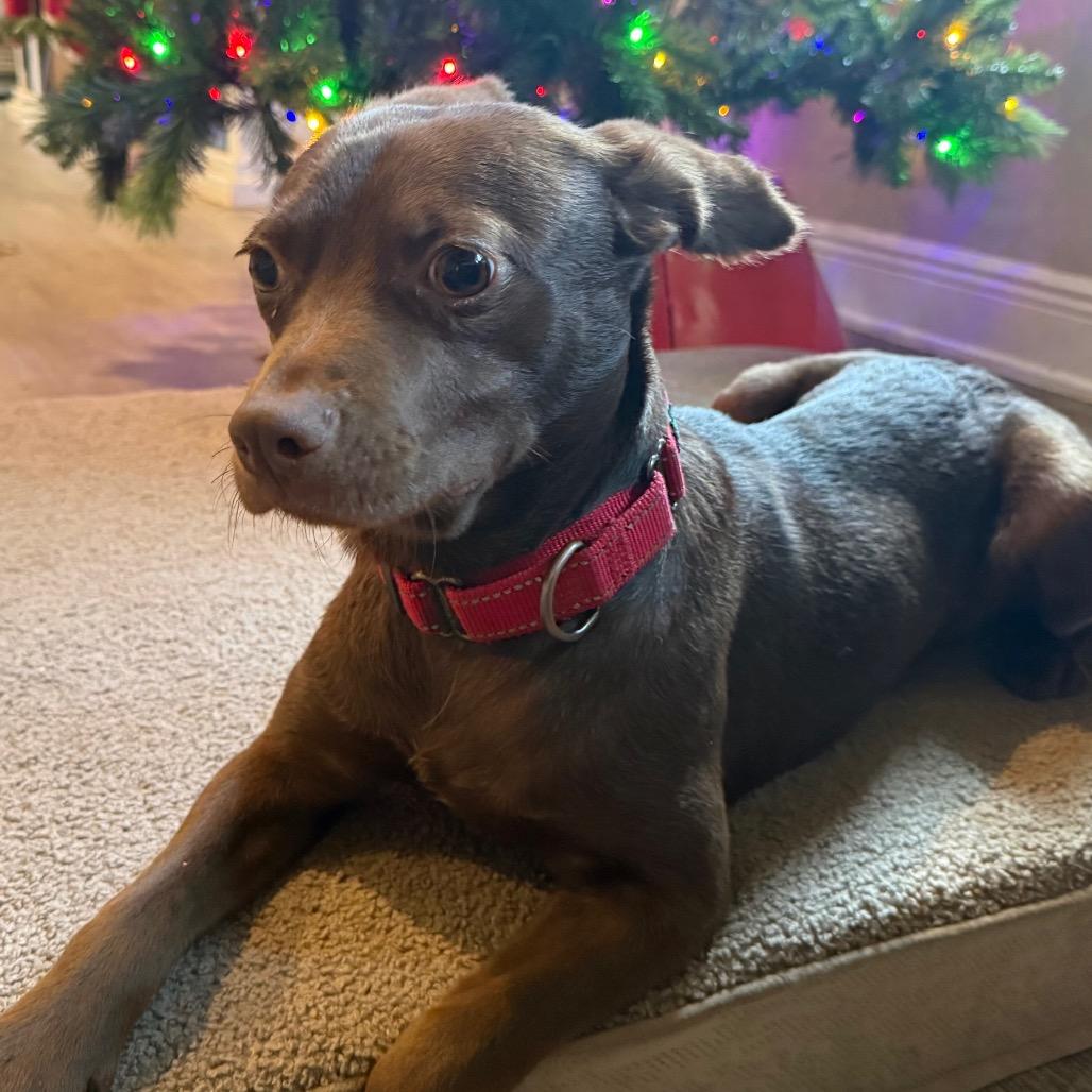 Sprout, adopted, Adult Male Terrier.