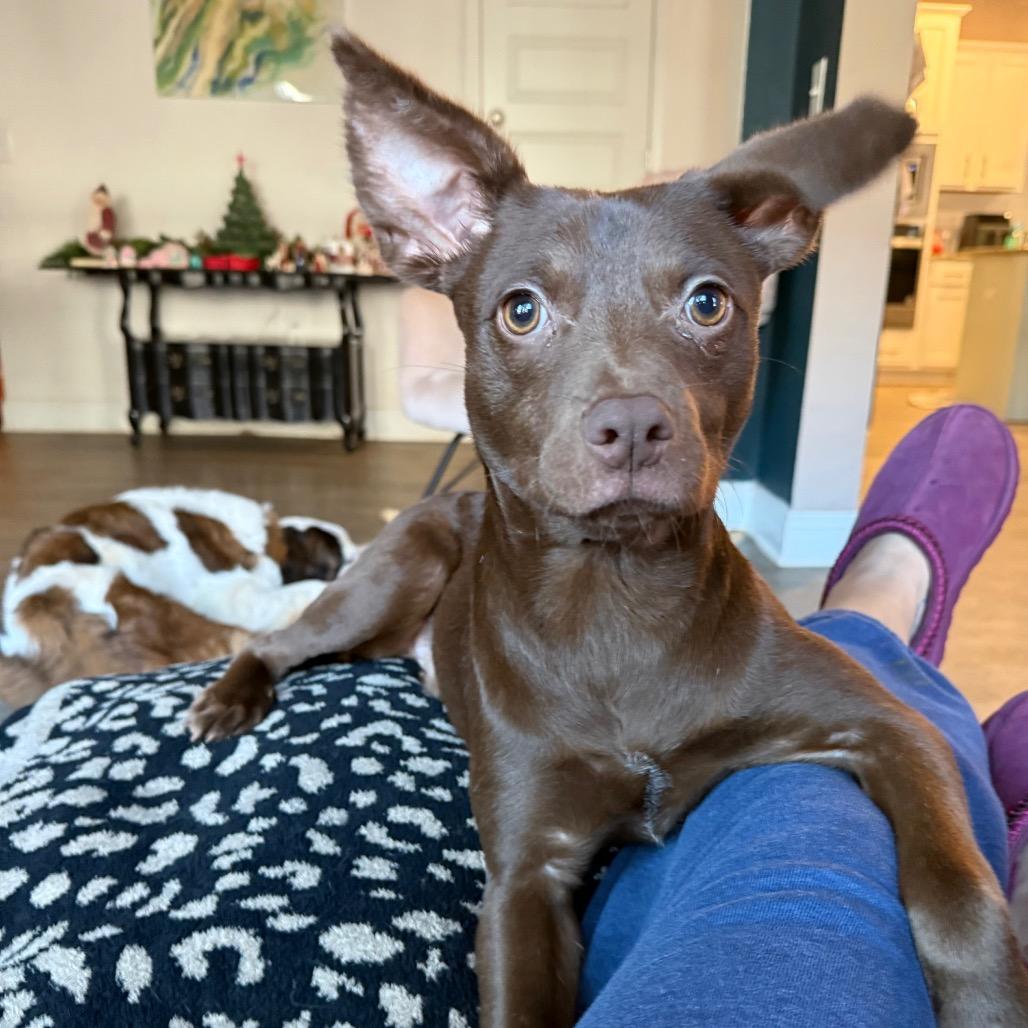 Enlarge Sprout, an adopted mixed breed in Daphne, AL image 3/4