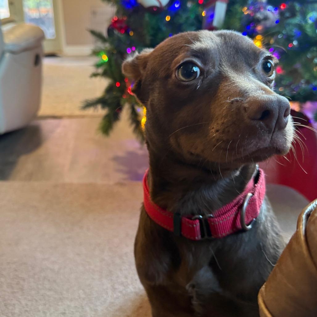 Enlarge Sprout, an adopted mixed breed in Daphne, AL image 2/4