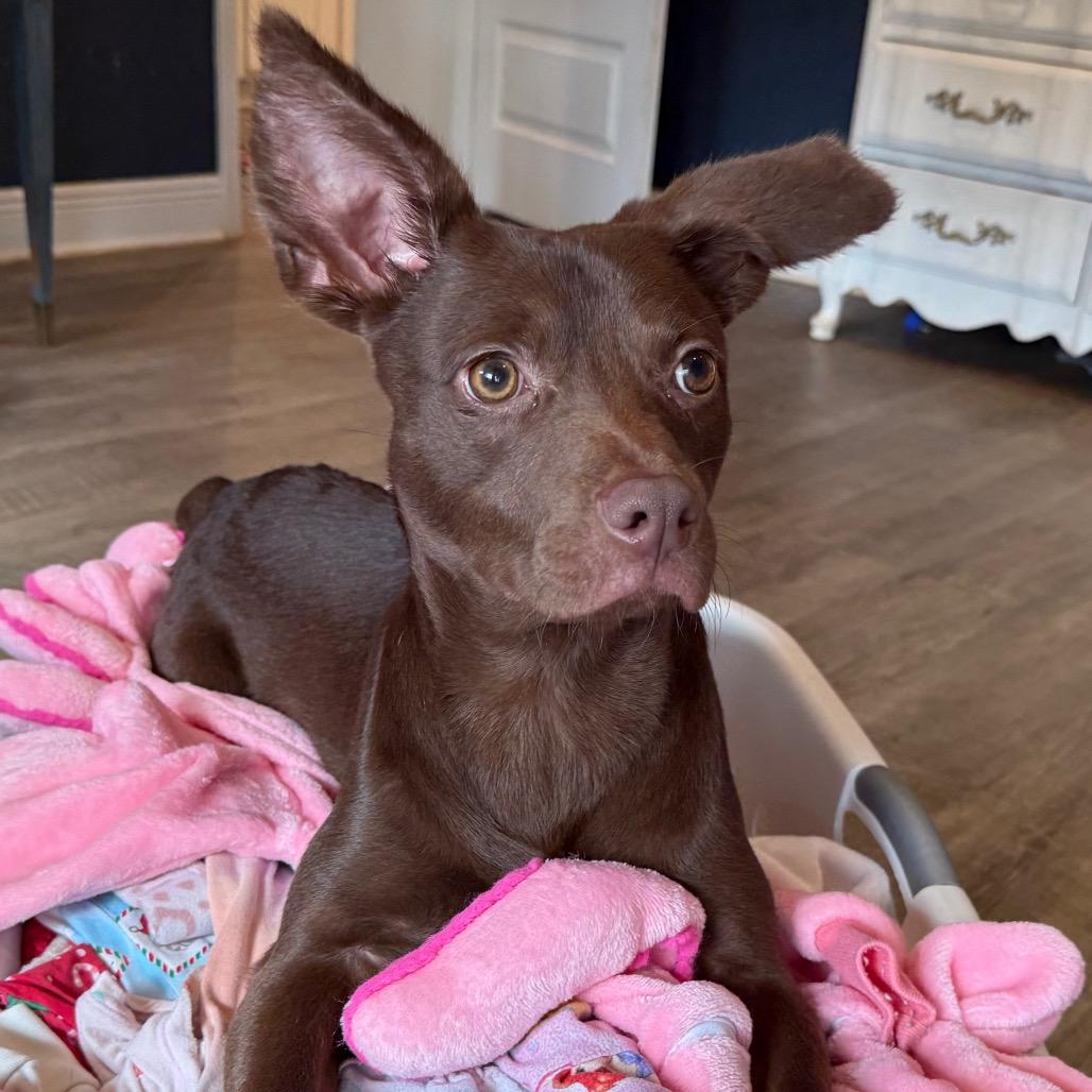 Enlarge Sprout, an adopted mixed breed in Daphne, AL image 4/4