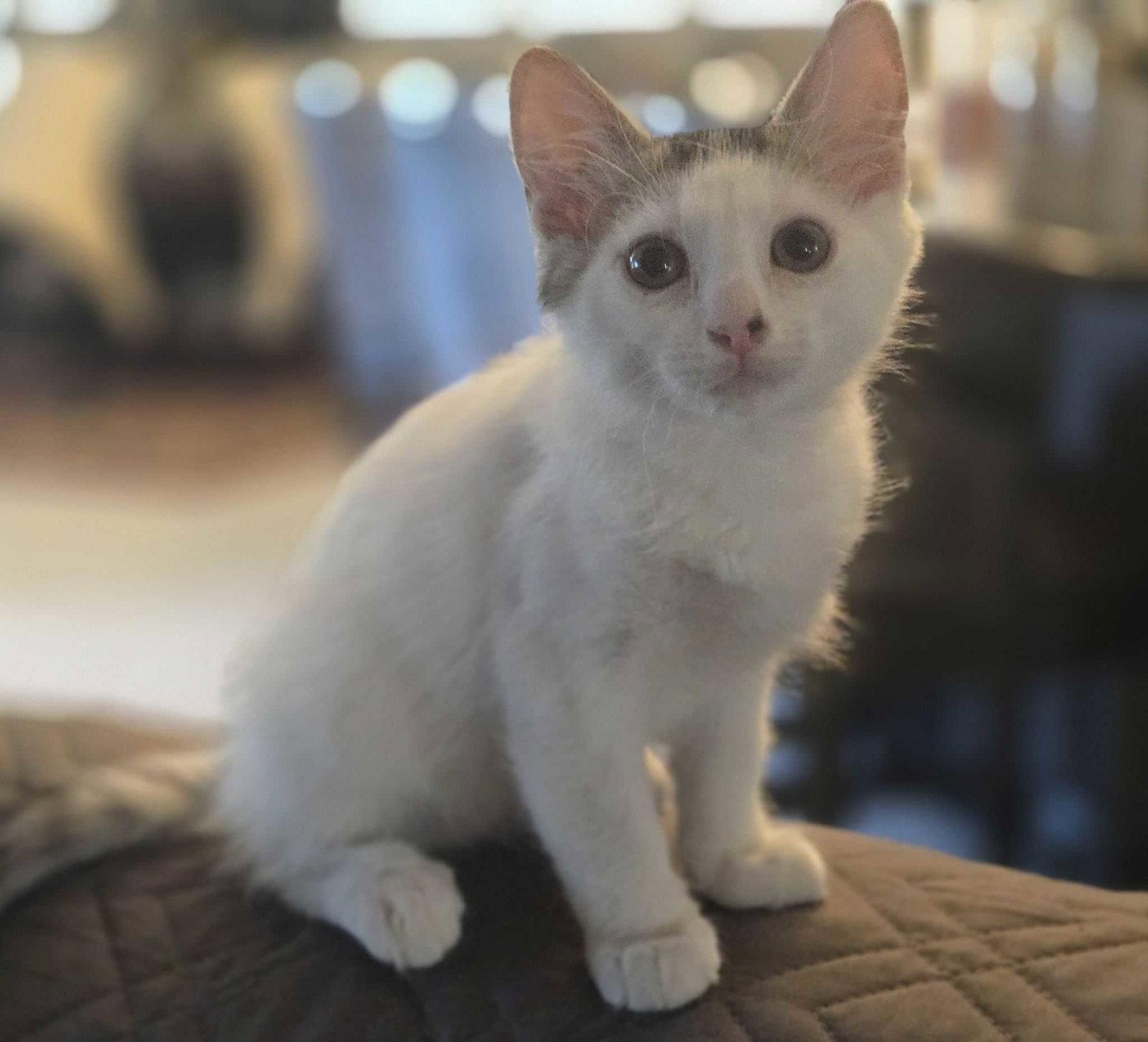 Enlarge Divot, a Adoptable American Shorthair in Buckeye, AZ image 1/3