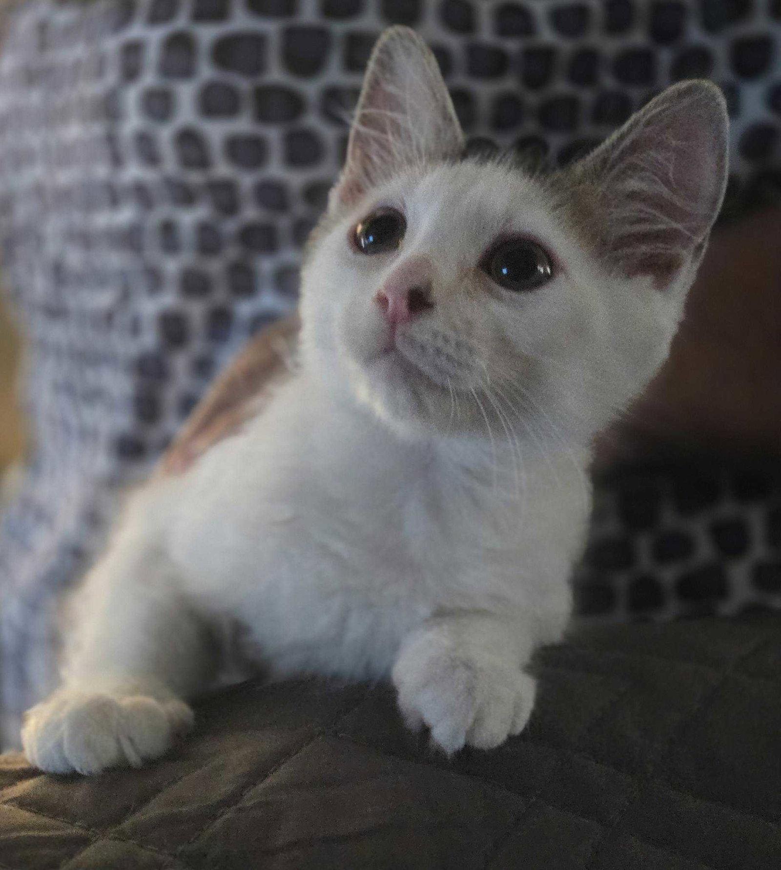 Enlarge Divot, a Adoptable American Shorthair in Buckeye, AZ image 2/3