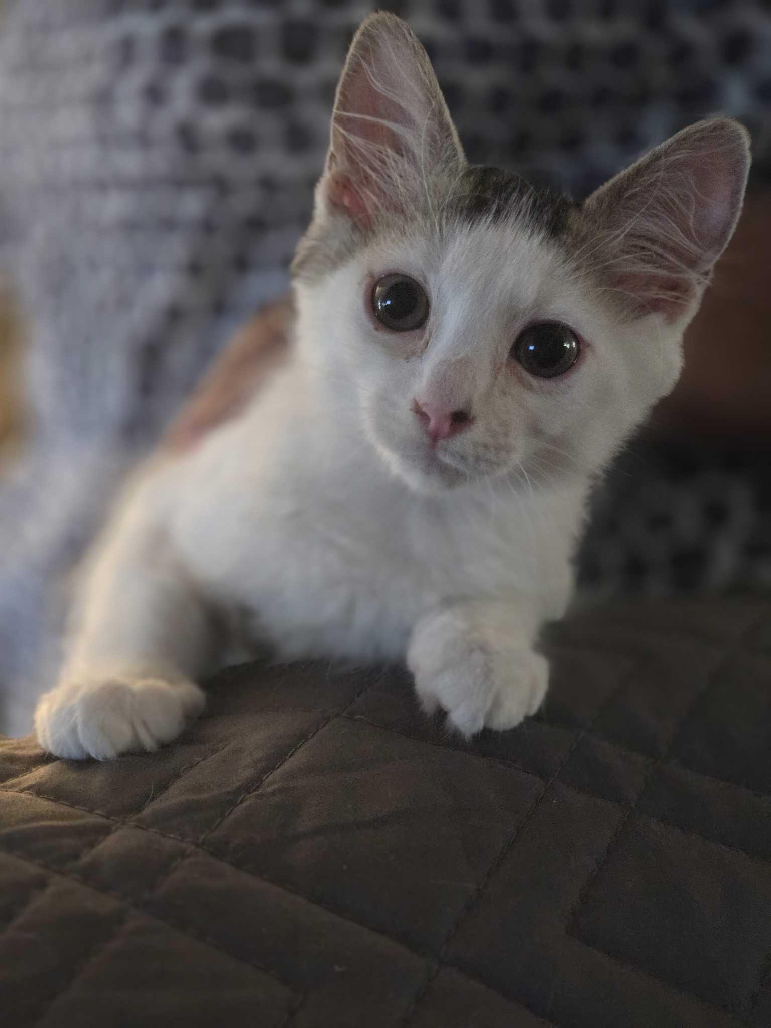 Enlarge Divot, a Adoptable American Shorthair in Buckeye, AZ image 3/3