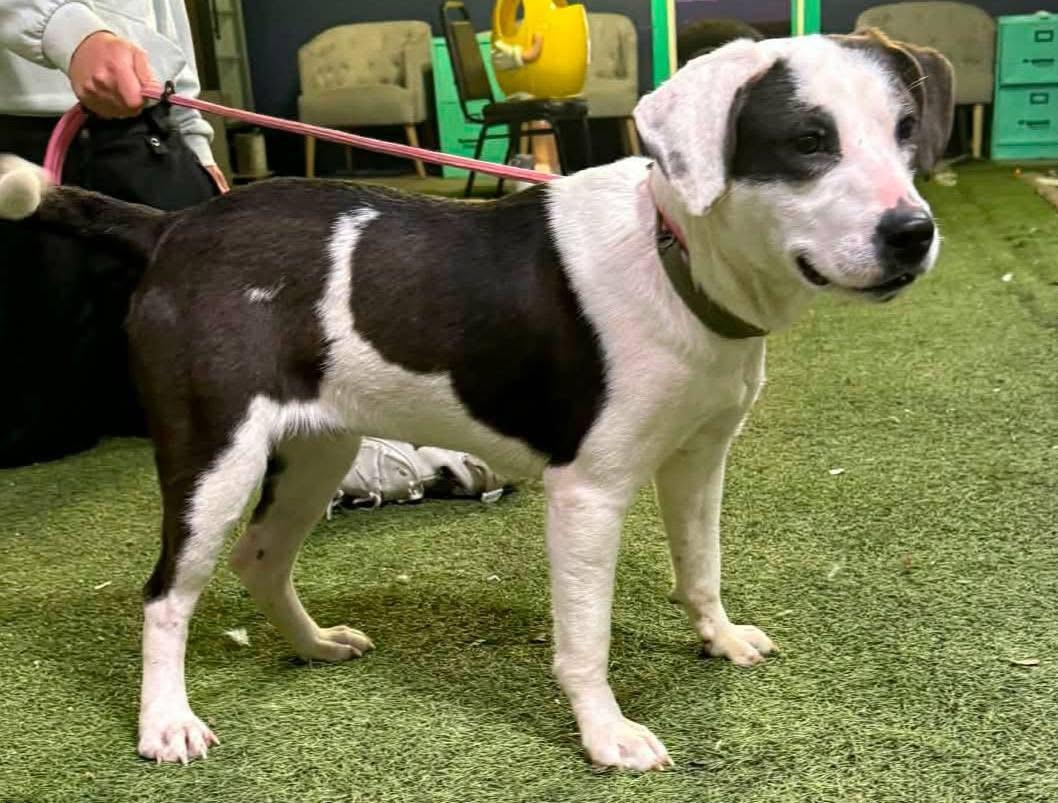 Enlarge Andi, a Adoptable mixed breed in Allentown, PA image 2/5